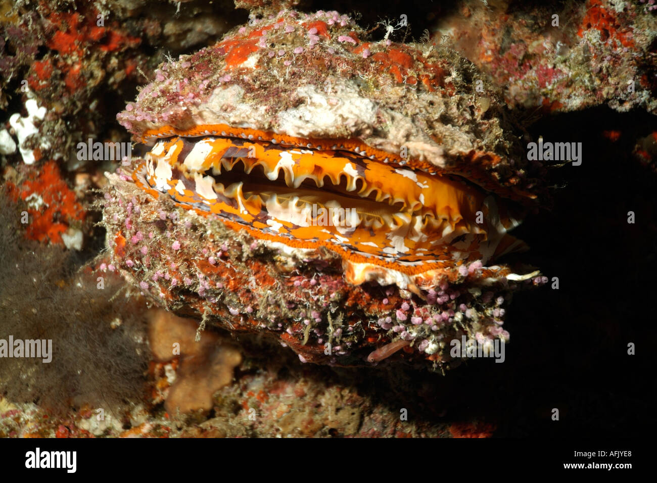 Superficie ruvida variabile ostrica spinosa (Spondylus varians) Foto Stock