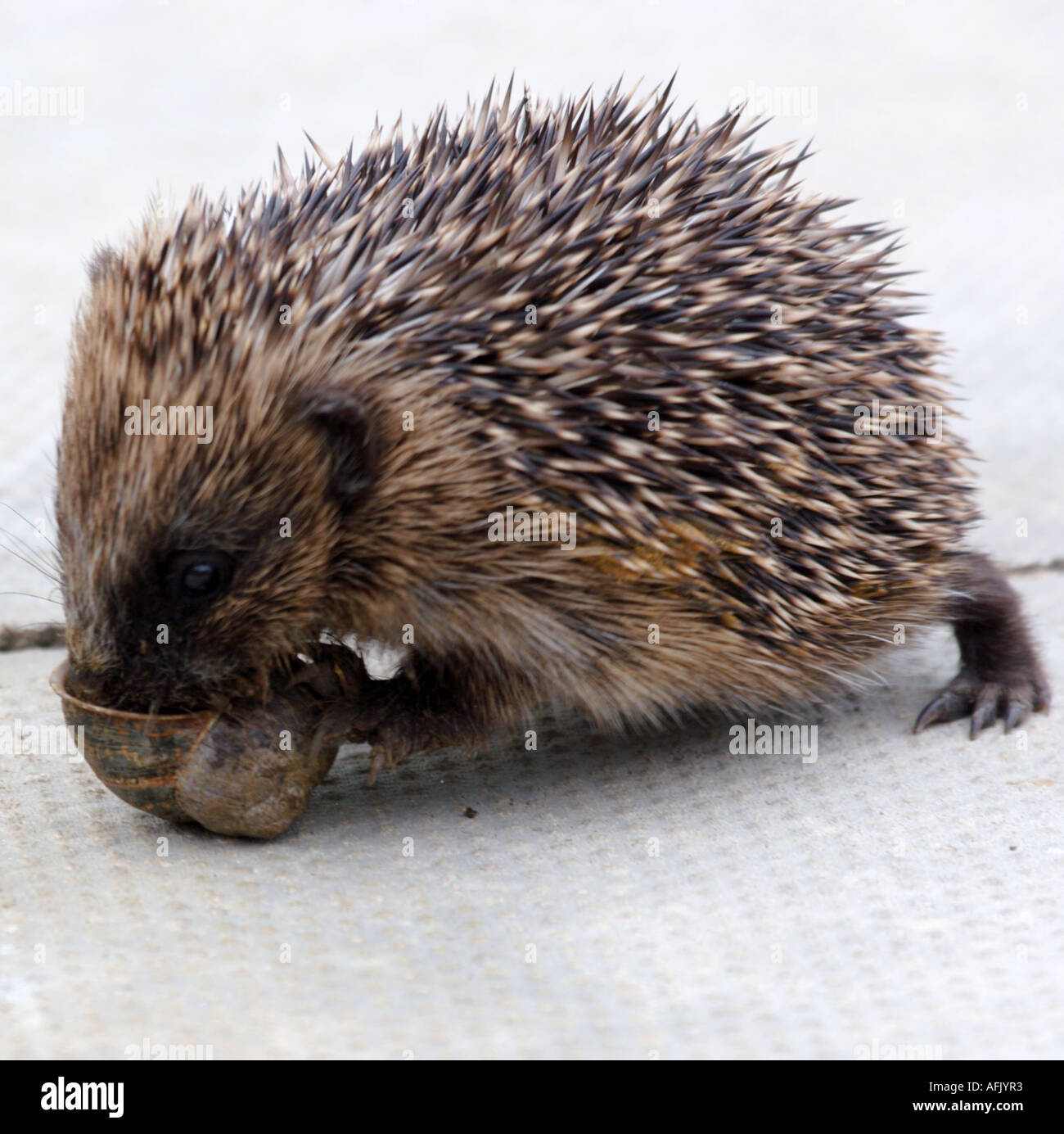 Riccio, baby,mangiare una lumaca Foto Stock