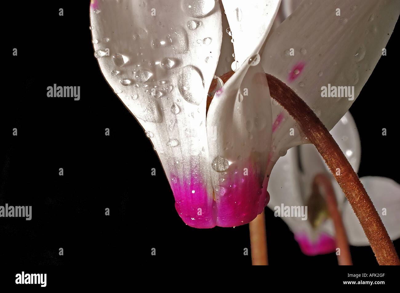 Close up di un viola persiano Cyclamen persicum con sfondo nero Foto Stock