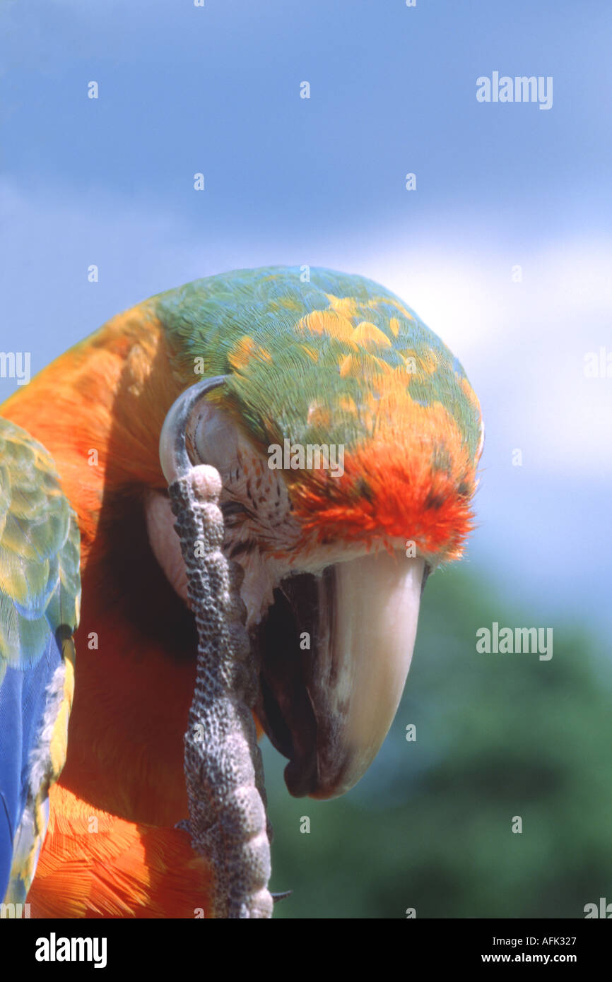 Arlecchino macaw graffiare la testa Foto Stock