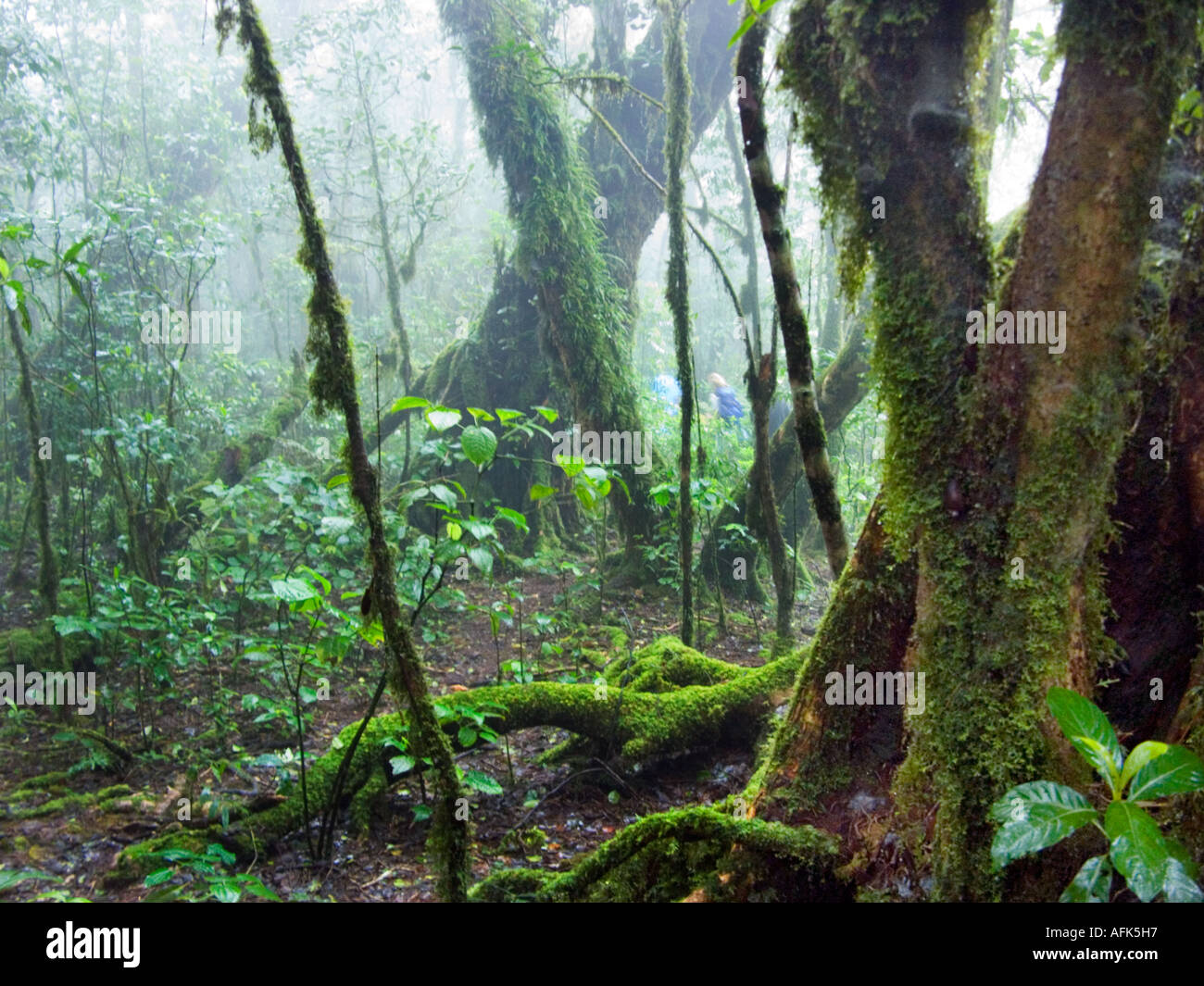 La foresta pluviale jungle Taita Hills KAZIGAU monte Kenia Kenia Africa Orientale afrika Foto Stock
