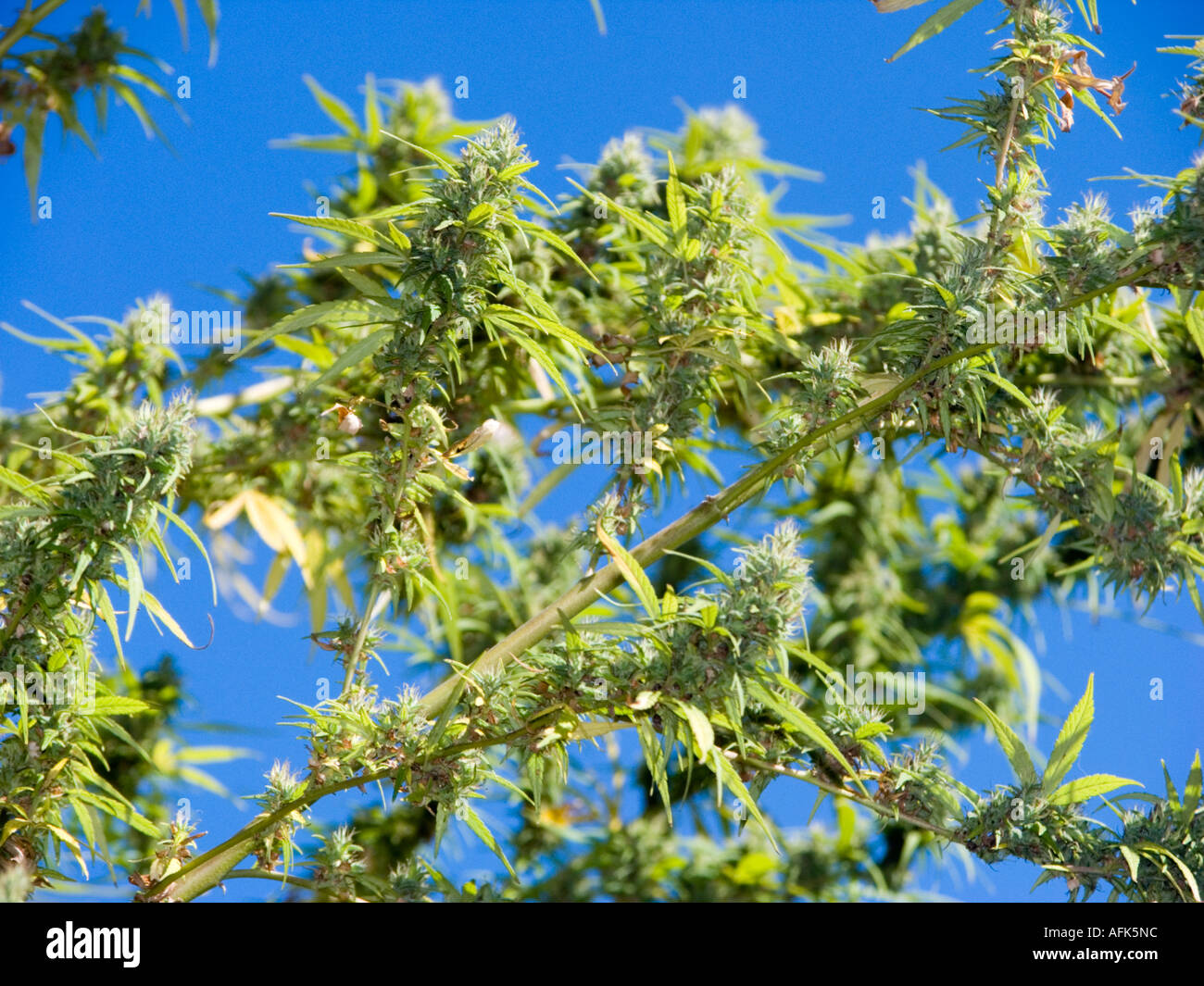 Piante di MARIJUANA nepalesi di cannabis cannabis sativa foglie verdi di canapa droghe stupefacenti vietato himalaya NEPAL plantage Himalaya dope Foto Stock