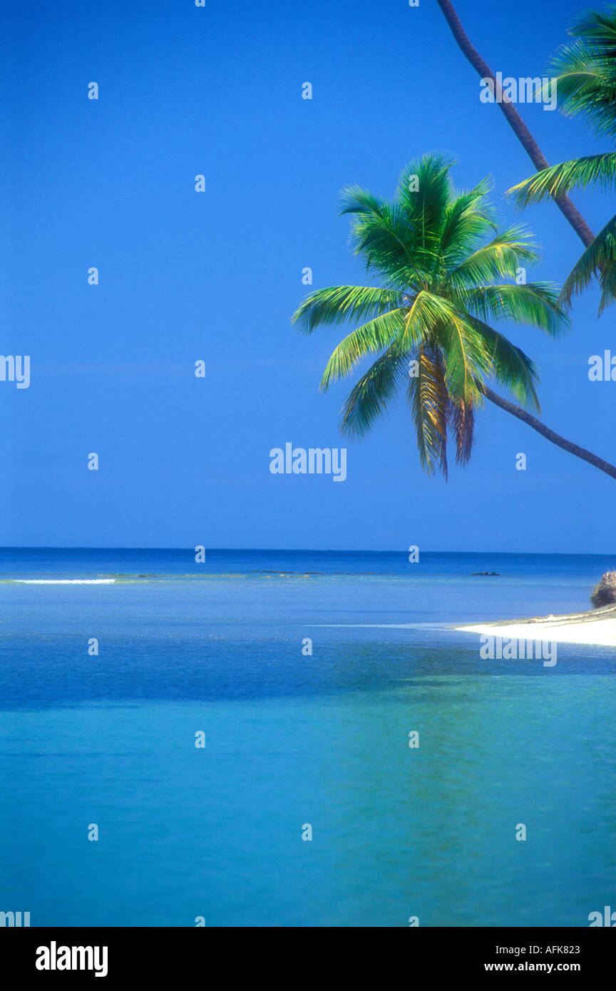 Palm Tree e spiaggia tropicale in Puerto Rico Caraibi Foto Stock
