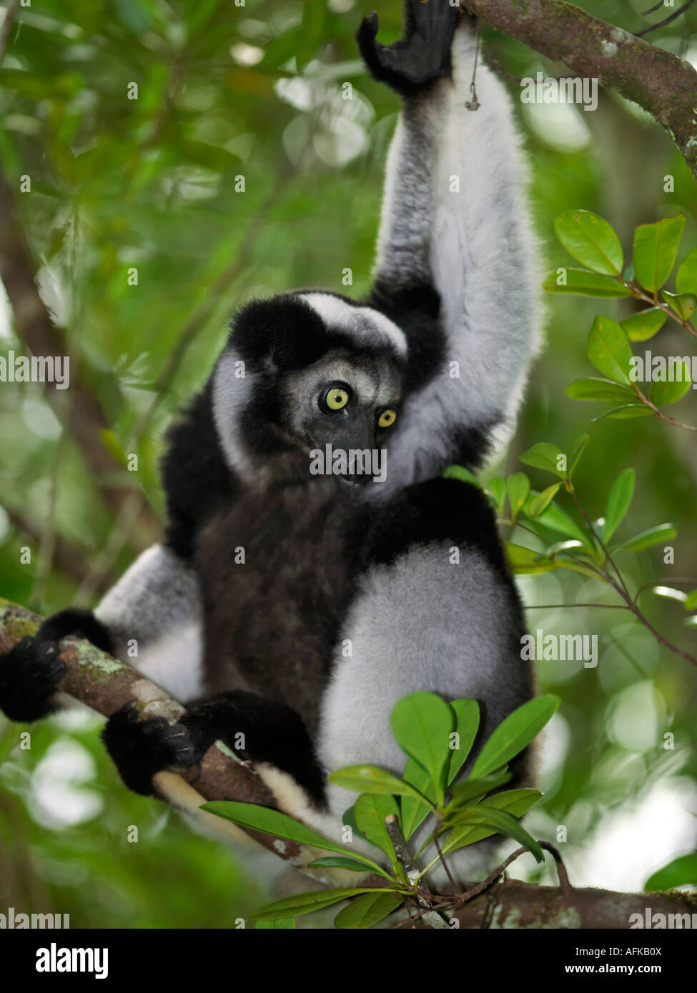 Un (Indri Indri Indri Indri) lemur nell est del Madagascar. L'Indri Madagscar sono la più grande lemur, in piedi a circa un metro di altezza Foto Stock