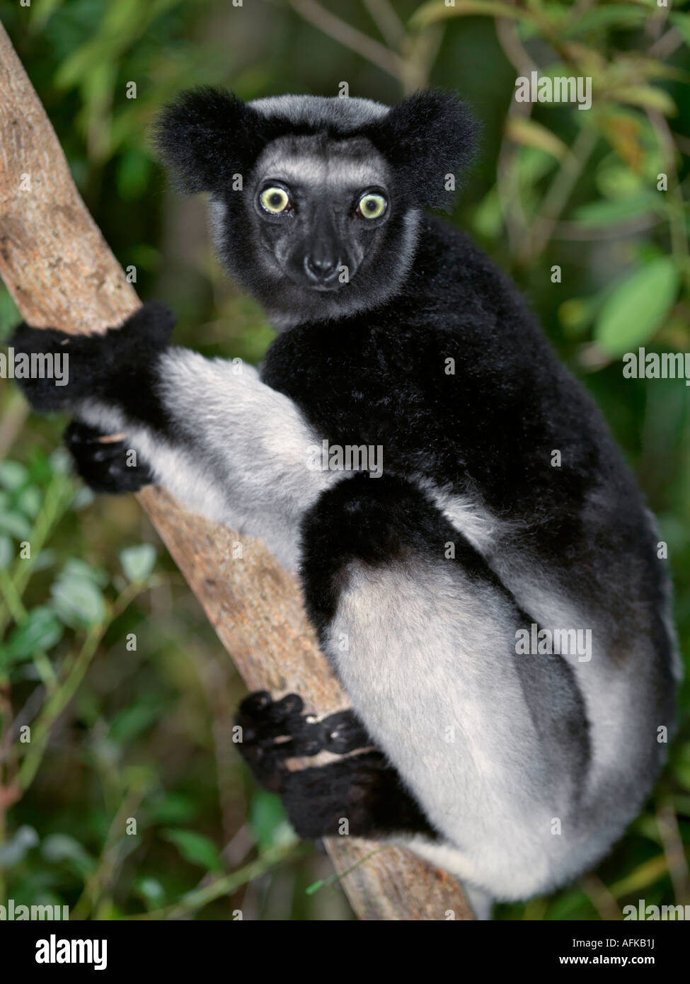 Un (Indri Indri Indri Indri) nell est del Madagascar. L'Indri Madagscar sono la più grande lemur, in piedi a circa un metro di altezza Foto Stock
