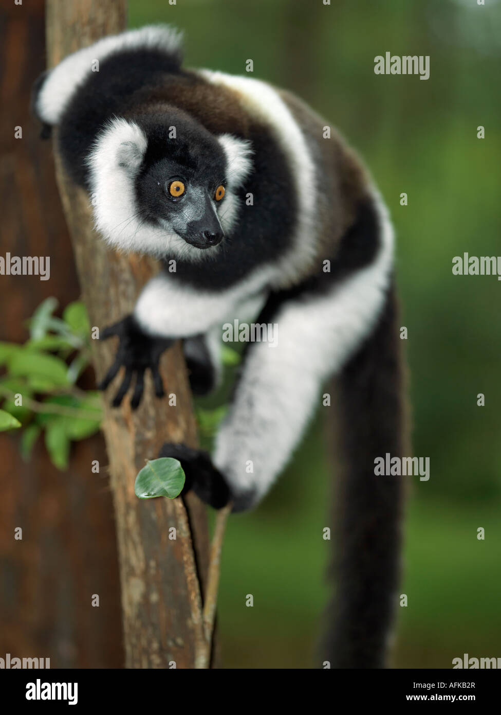 Un nero-e-bianco lemure Ruffed (Varecia variegata) nel Parco Nazionale di Mantadia, est del Madagascar. Foto Stock