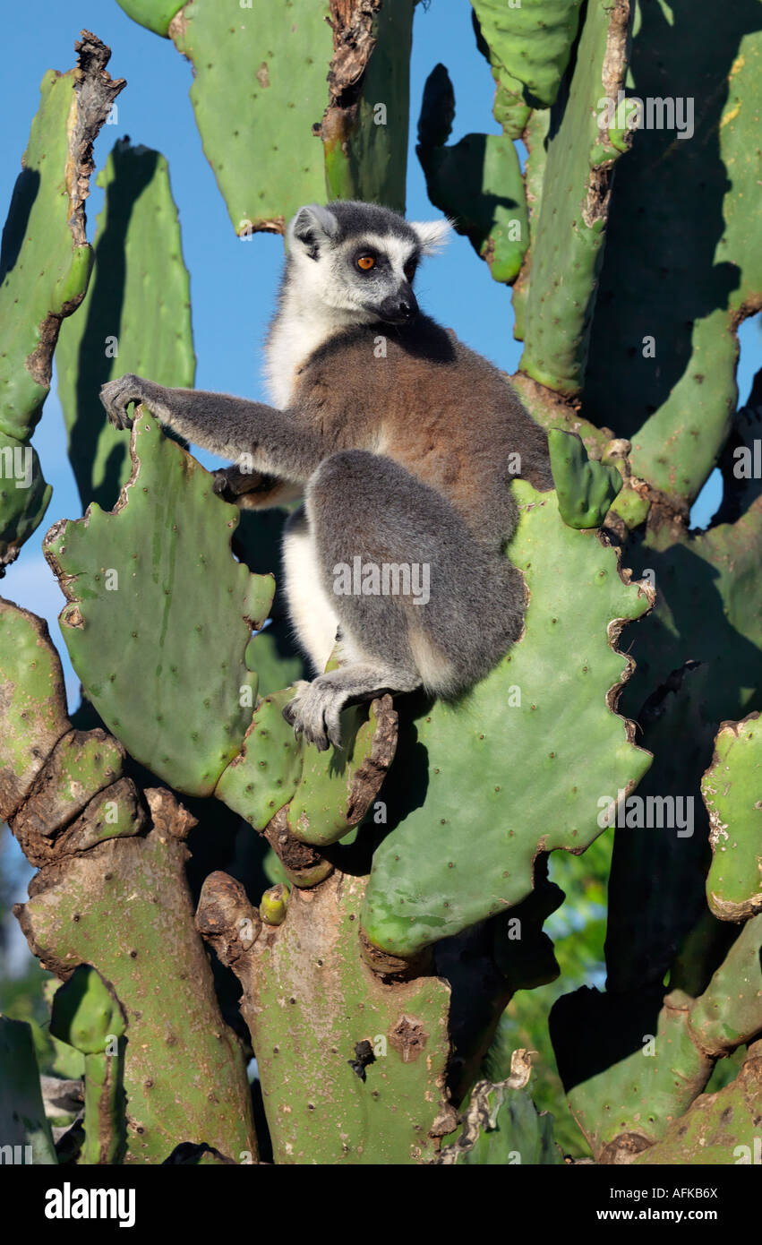 Un anello-tailed Lemur (Lemur catta) seduti su un fico d'india-pear cactus che mangiano. Questo lemure è facilmente riconoscibile per la sua coda Foto Stock