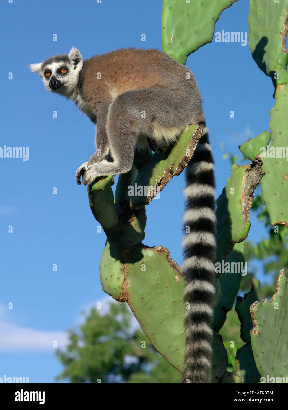 Un anello-tailed Lemur (Lemur catta) mettendo in pausa su un fico d'india-pear cactus che mangiano. Questo lemure è facilmente riconoscibile per la sua coda Foto Stock