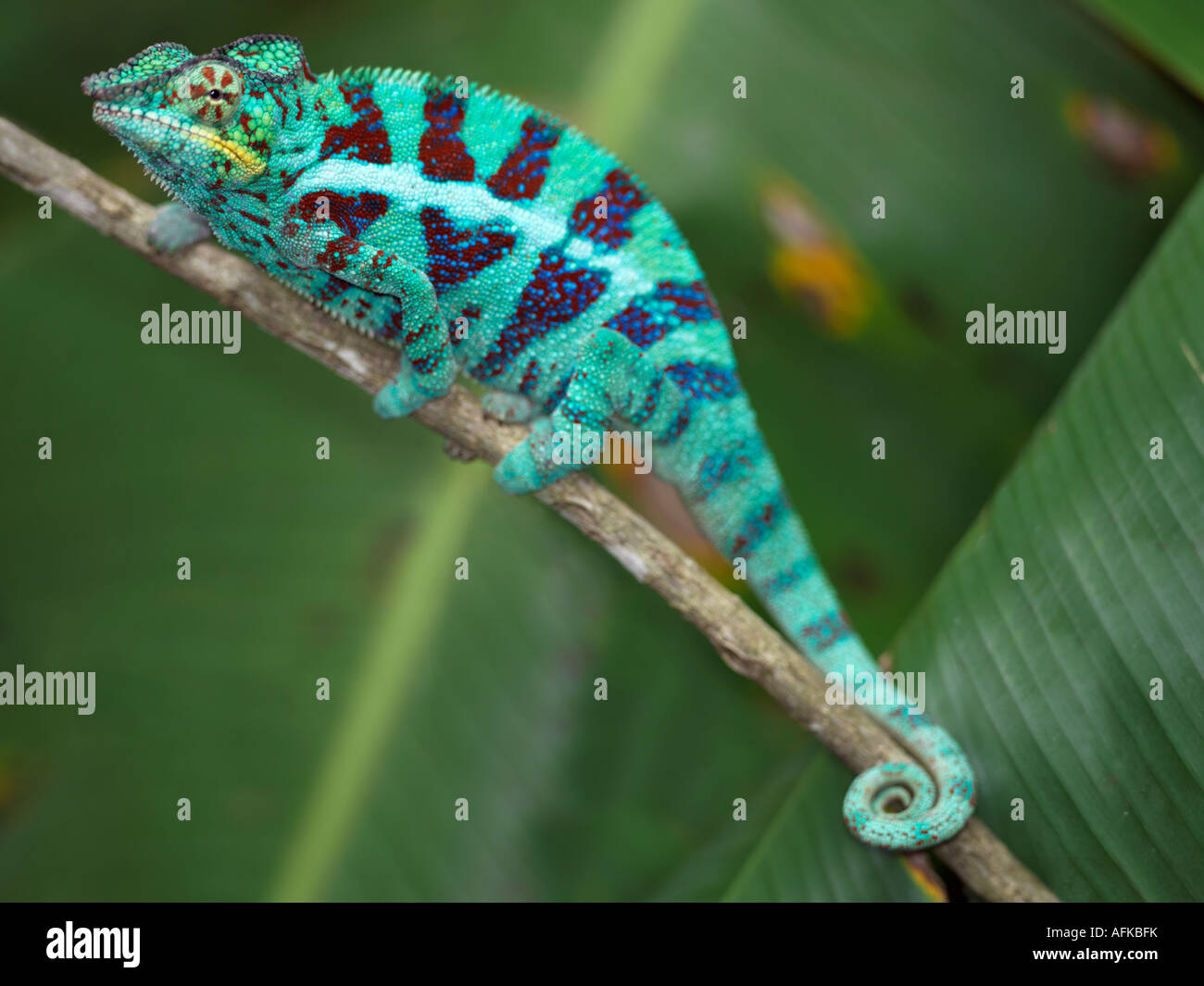 Un vivacemente colorati Panther chameleon (Furcifer padalis). Foto Stock