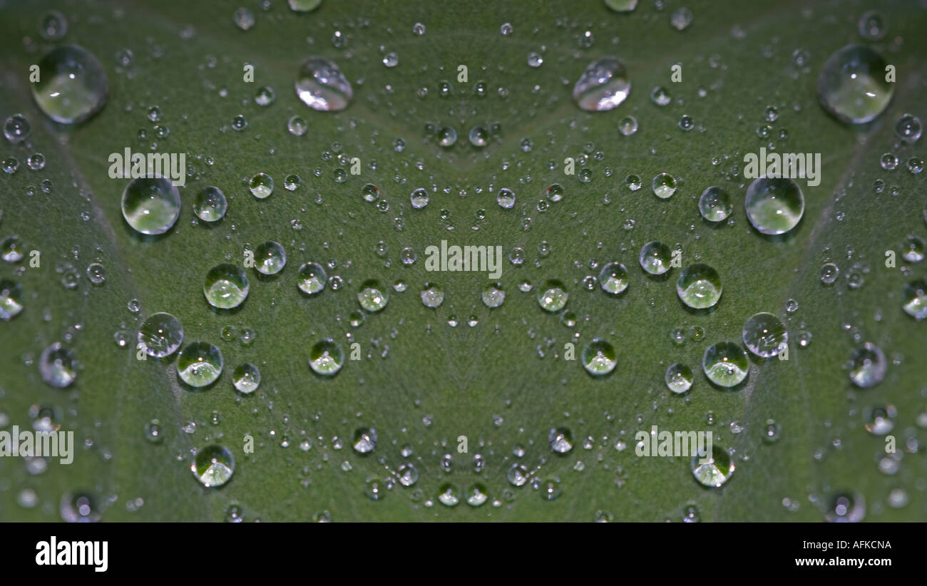 Le goccioline di acqua sulla foglia di Alchemilla vulgaris che mostra la tensione superficiale. Composite Foto Stock