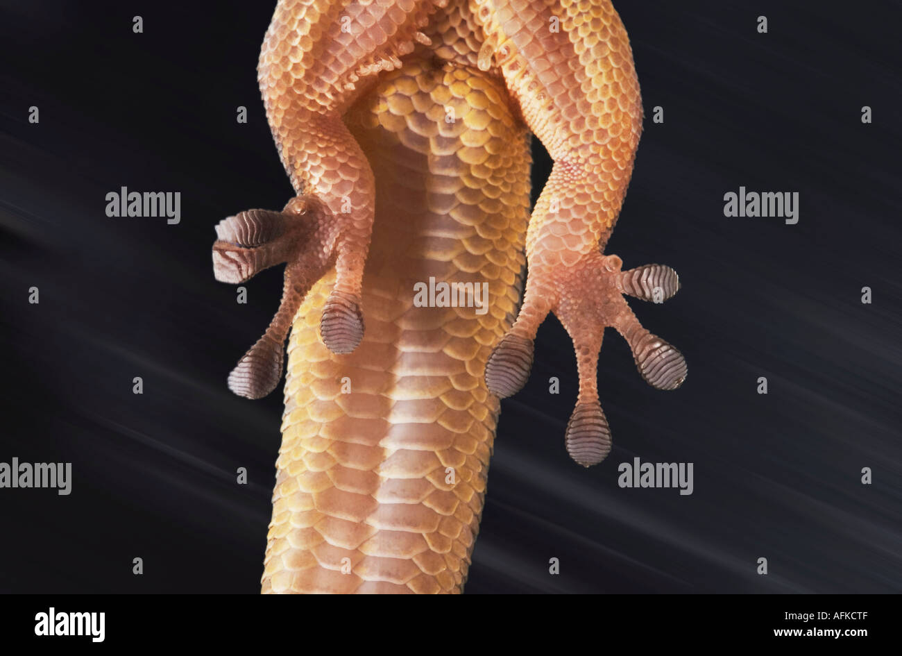 Al di sotto del giallo-guidato giorno Gecko mostra closeup dei piedi e le dita dei piedi aggrappati al vetro lucidato Foto Stock