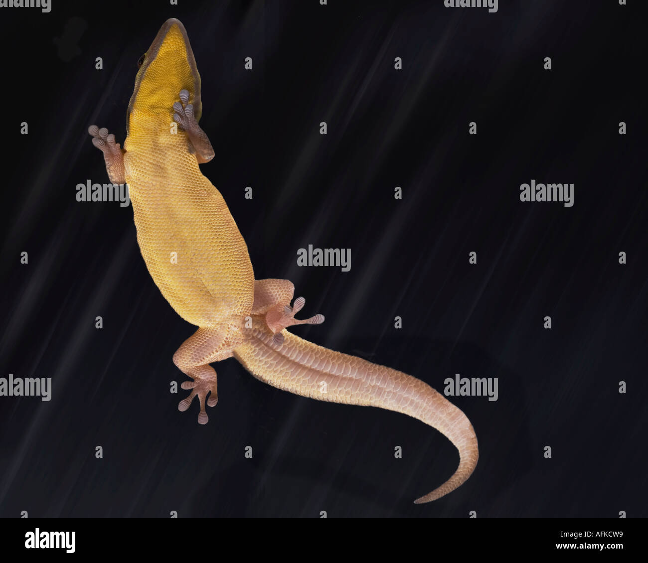 Al di sotto del giallo-guidato giorno Gecko aggrappati al vetro lucidato Foto Stock