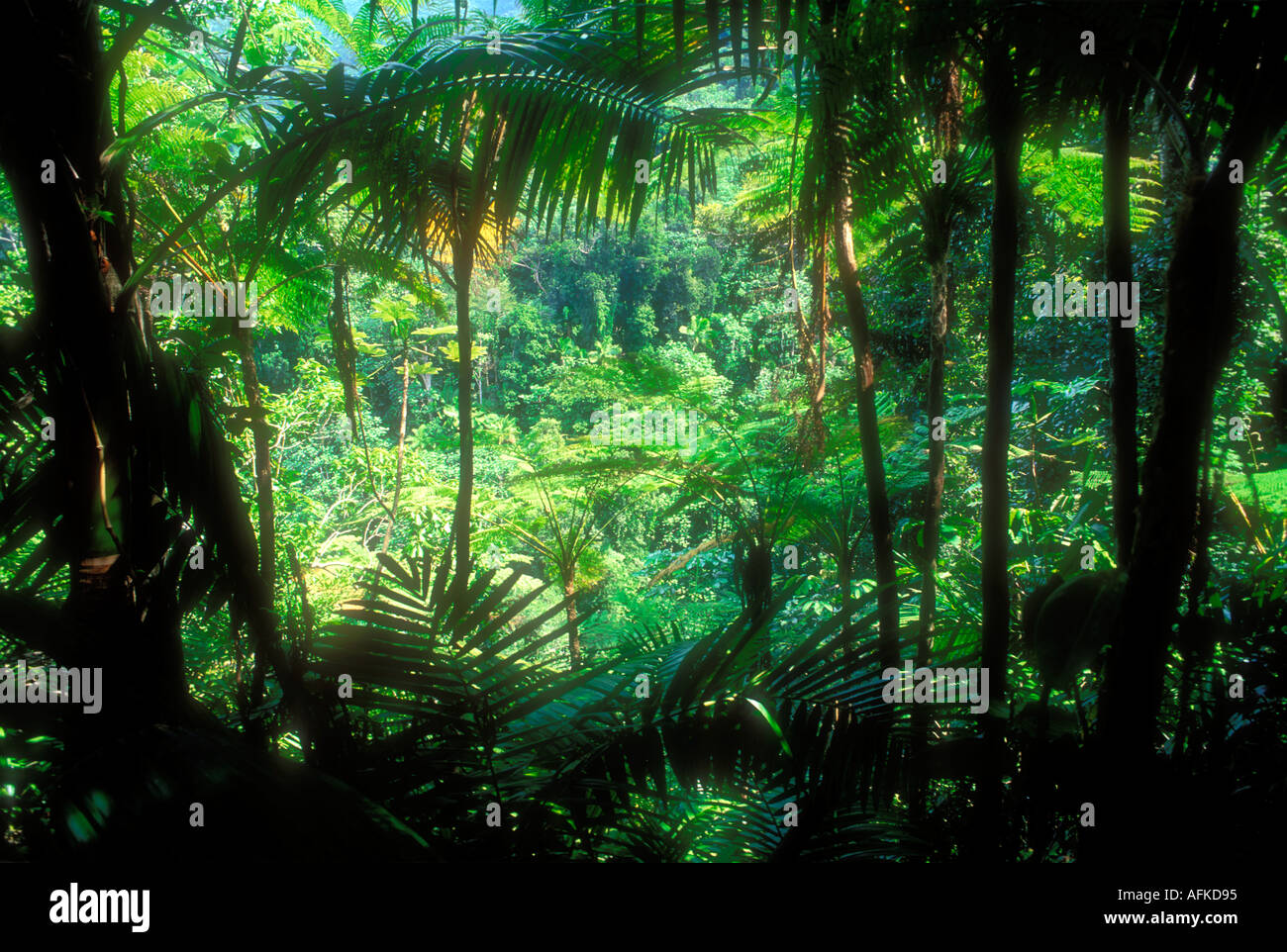 Chioma folta giungla in scena in El Yunque rainforest Puerto Rico Caraibi Foto Stock