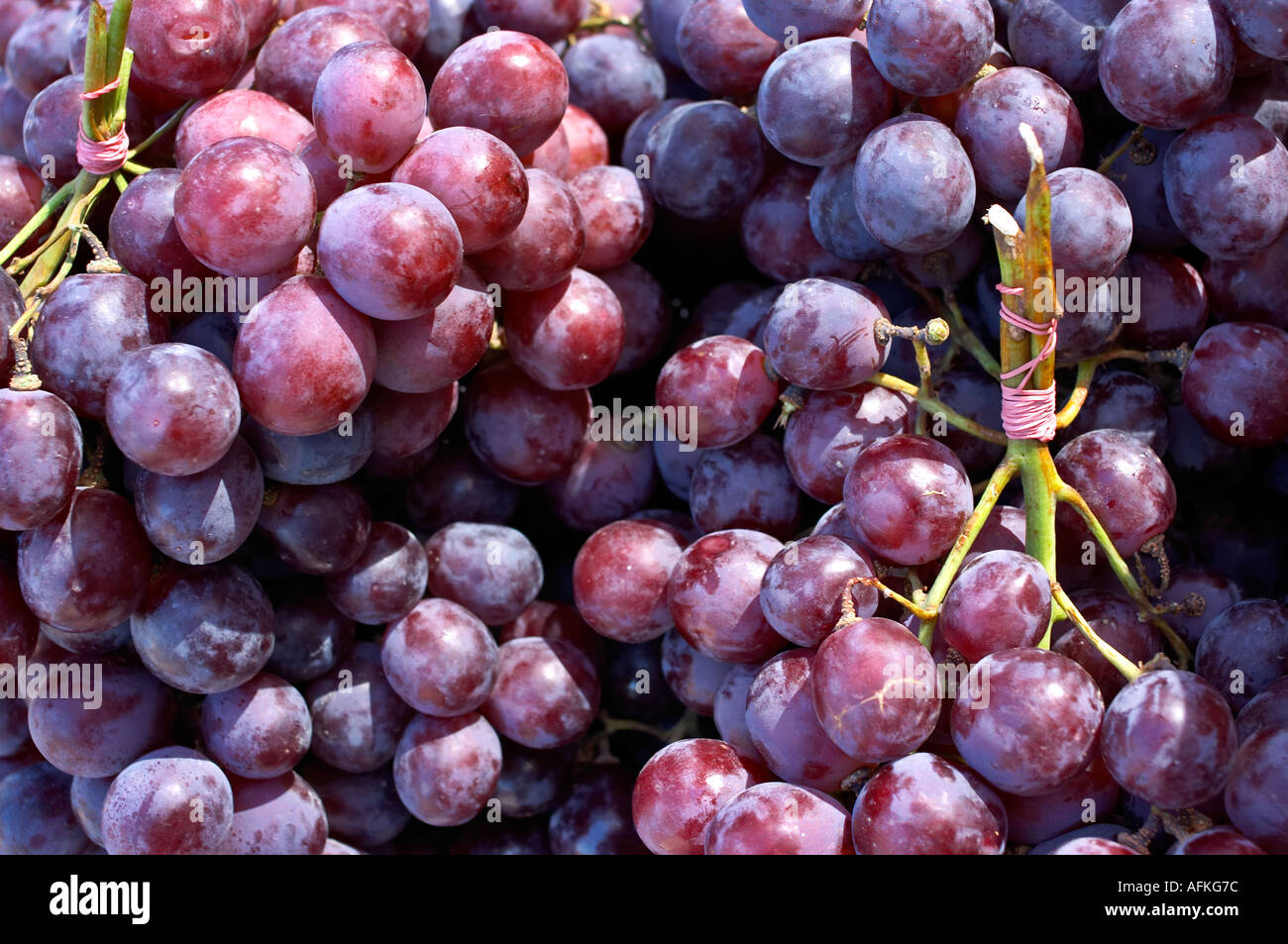 Tabella viola grappoli di uva close up Vitis Foto Stock