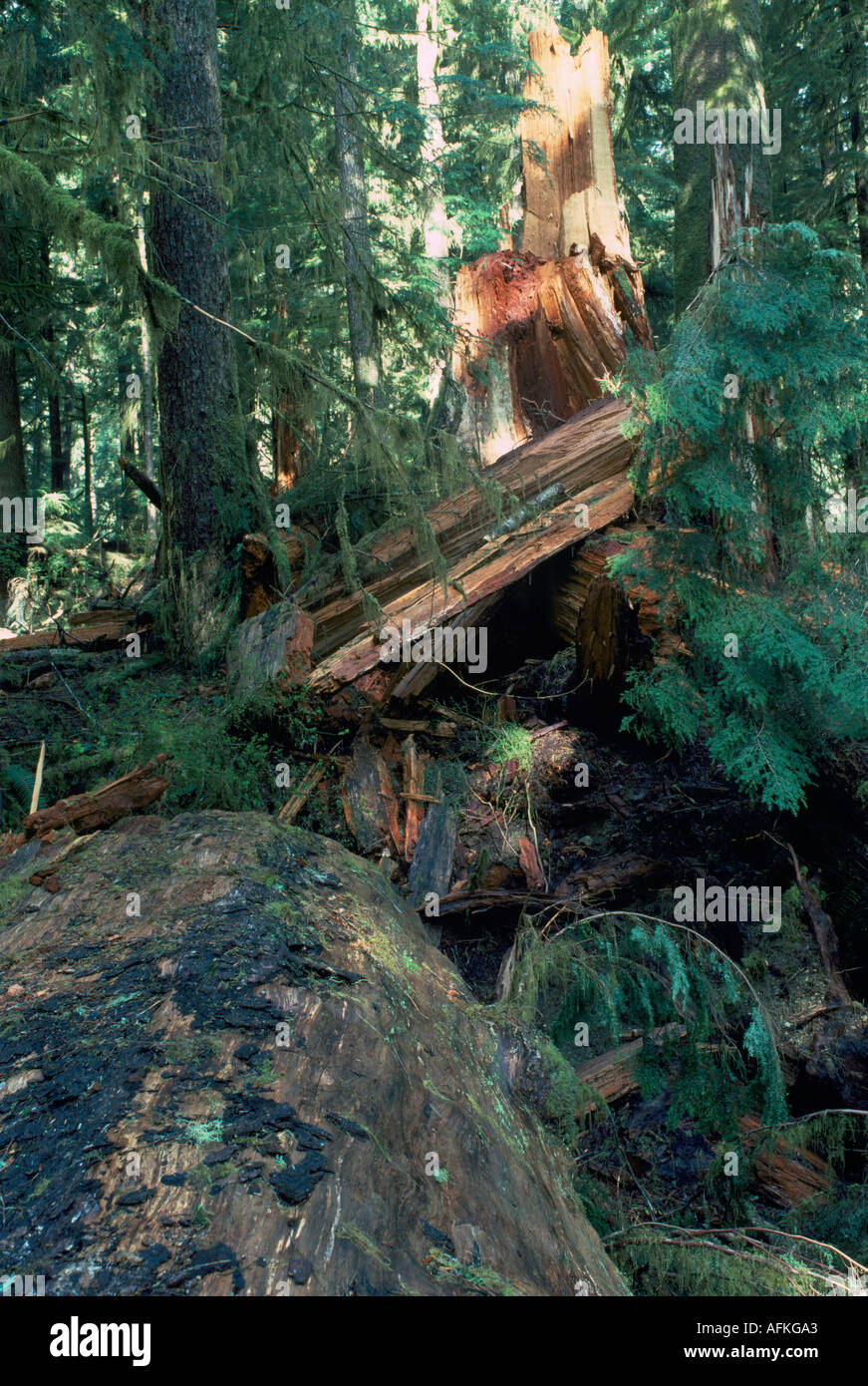Vecchia Foresta, Carmanah Valley, West Coast, Isola di Vancouver, BC, British Columbia, Canada Foto Stock