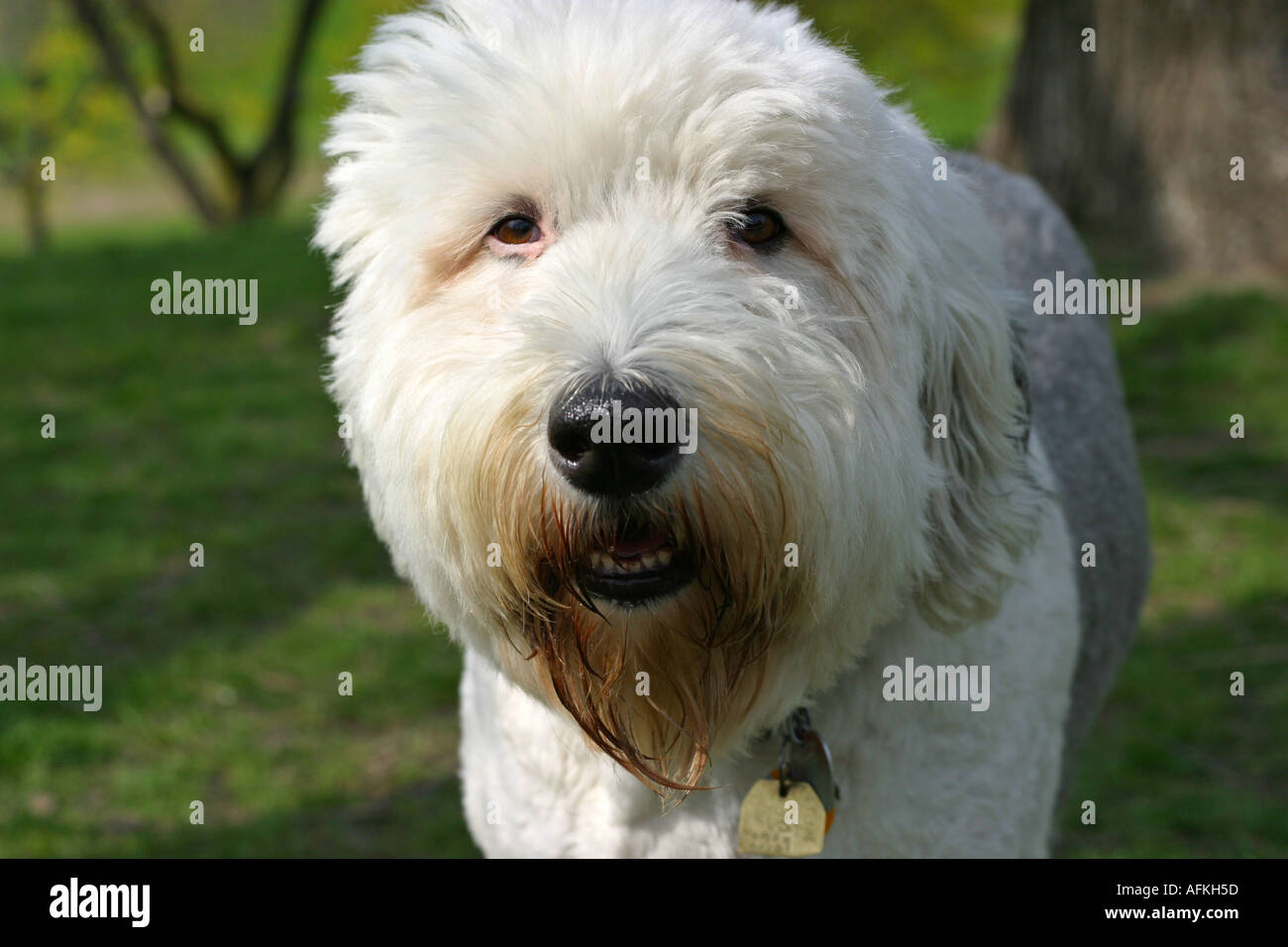 Bianco cane peloso ritratto Foto Stock