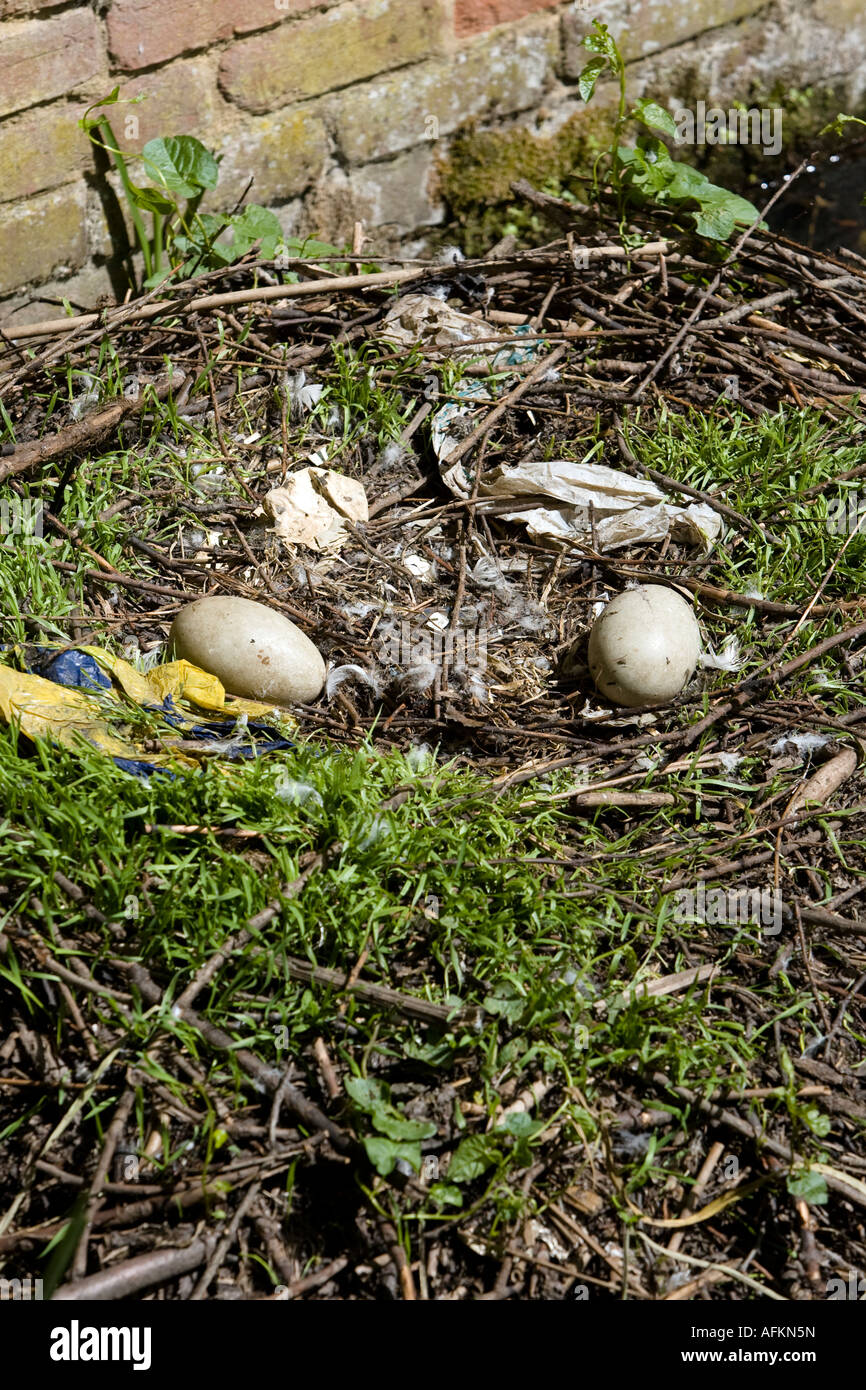 Due abbandonati swan non tratteggiata uova nel nido fiume Stour Sudbury Suffolk in Inghilterra Foto Stock