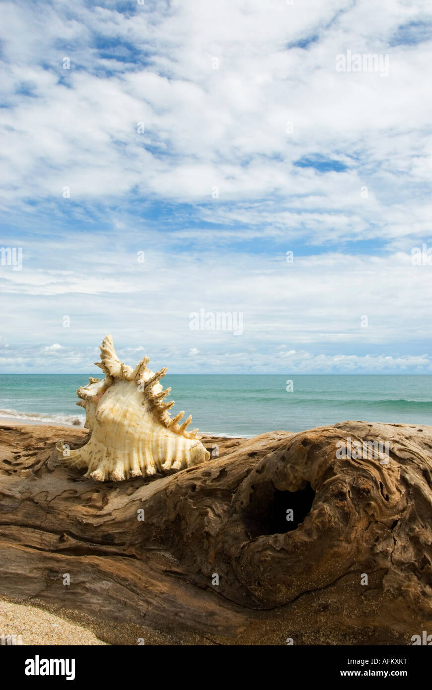 Spiaggia con driftwood e shell Foto Stock