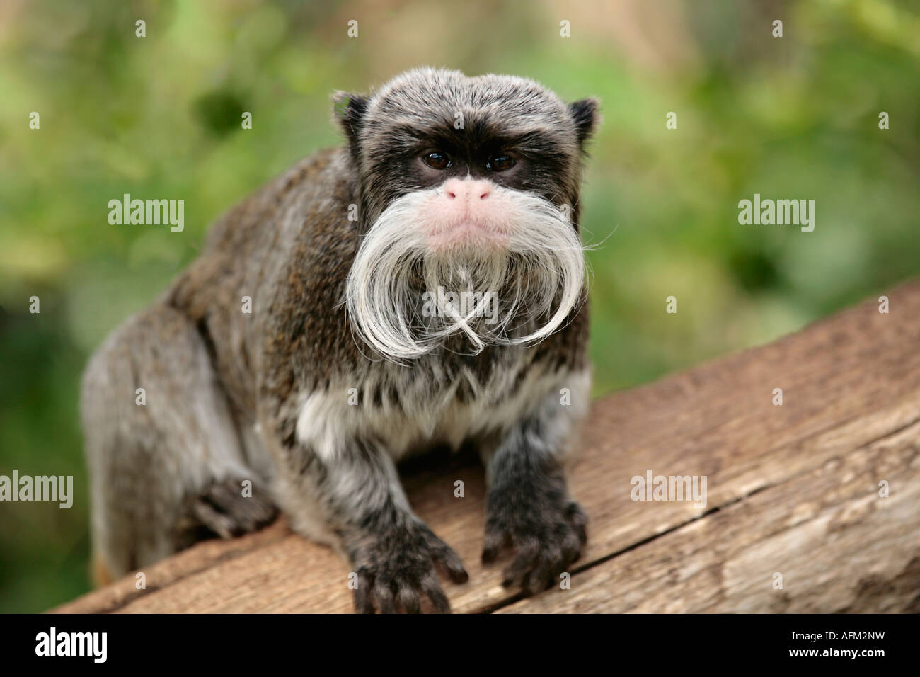 Una singola scimmia dell'imperatore Tamarin (imperatore Saguinus) che guarda direttamente alla macchina fotografica Foto Stock
