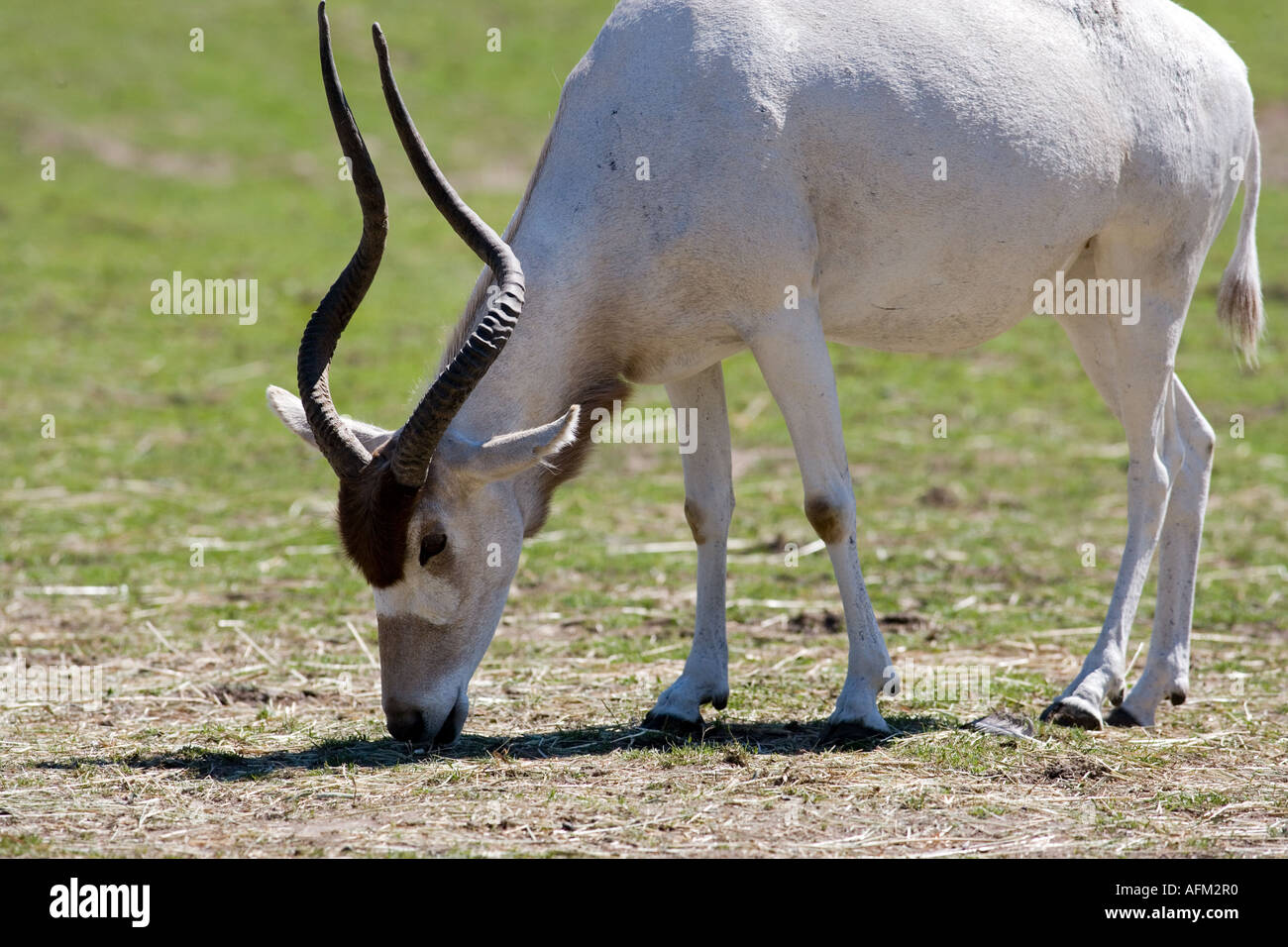 Addax nasomaculatus Foto Stock