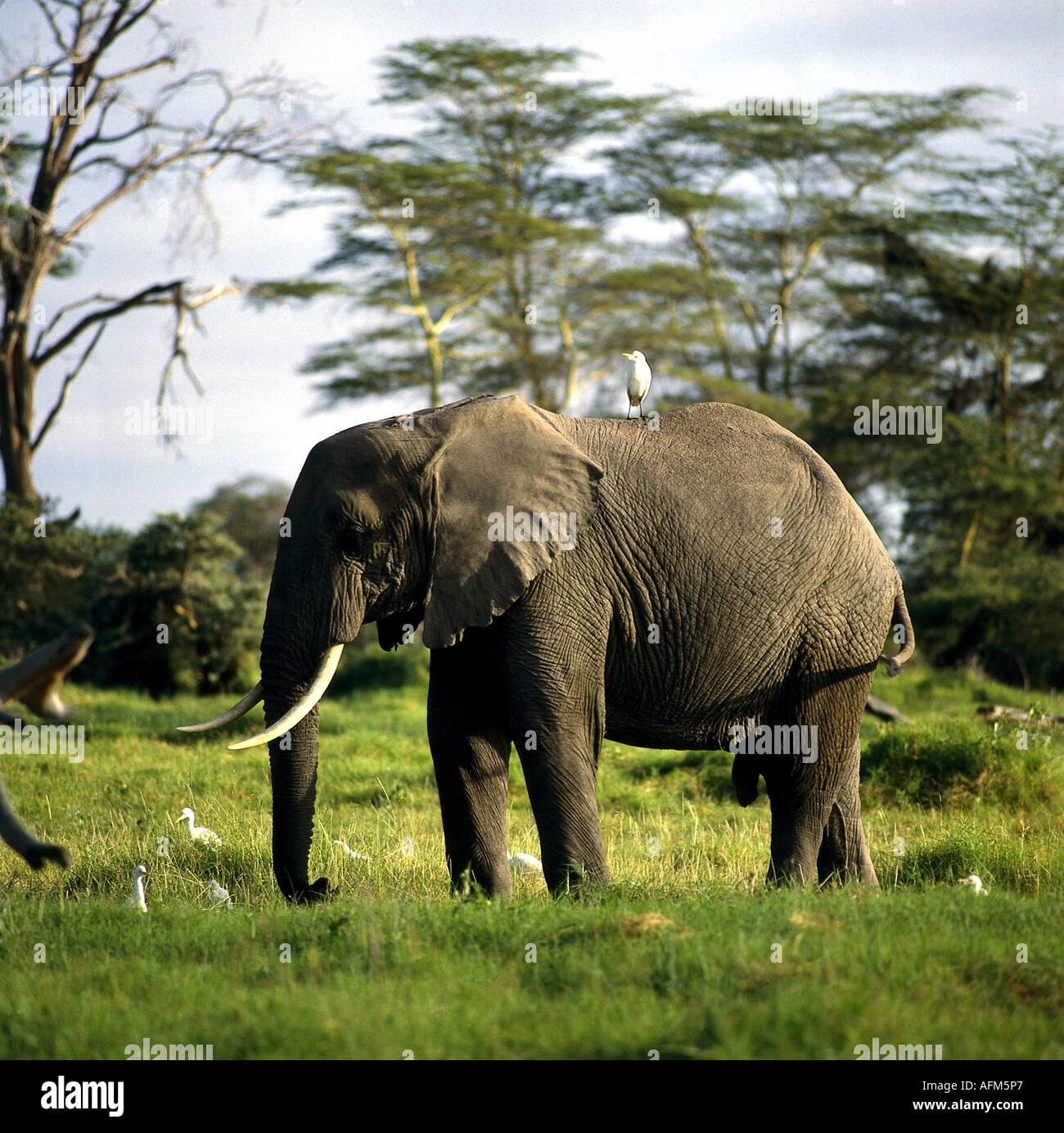 Zoologia / animali, mammifero / di mammifero, Elephantidae, Bush africano Elefante africano (Loxodonta africana), elefante in prato,'distributio Foto Stock