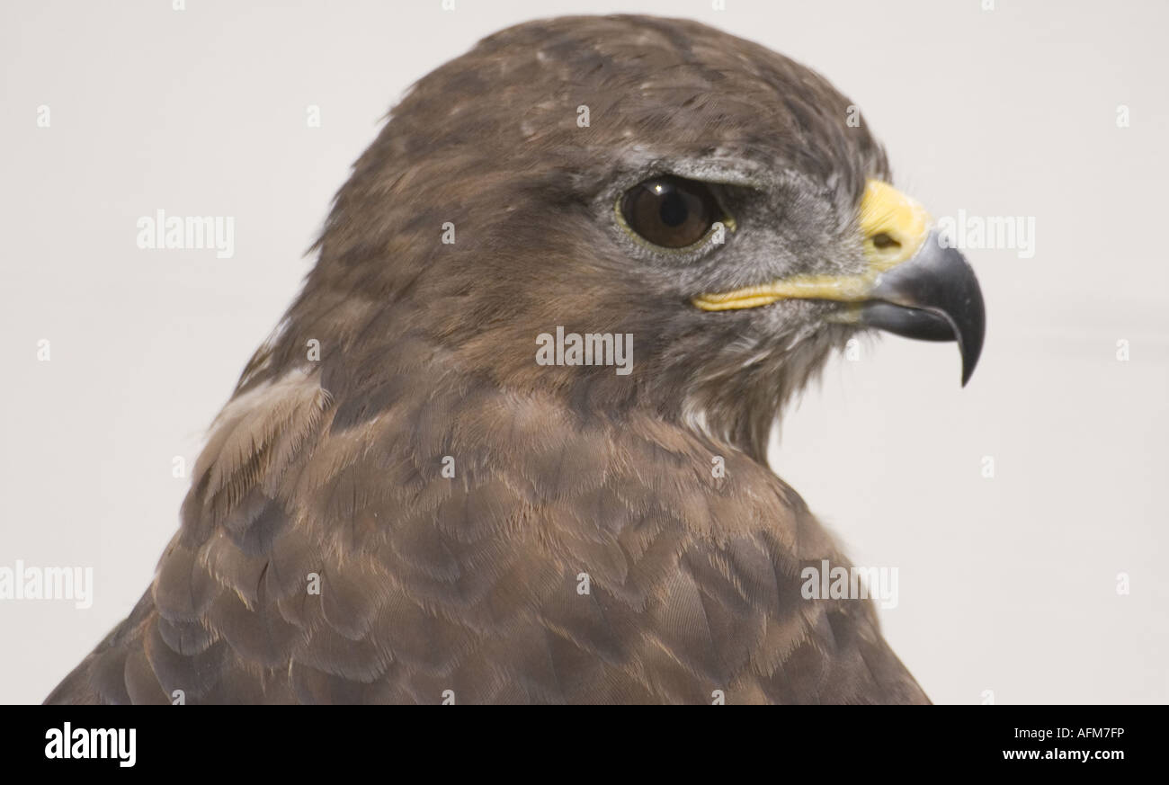 Close up ritratto di un falco di Harris Parabuteo unicinctus rapace Foto Stock