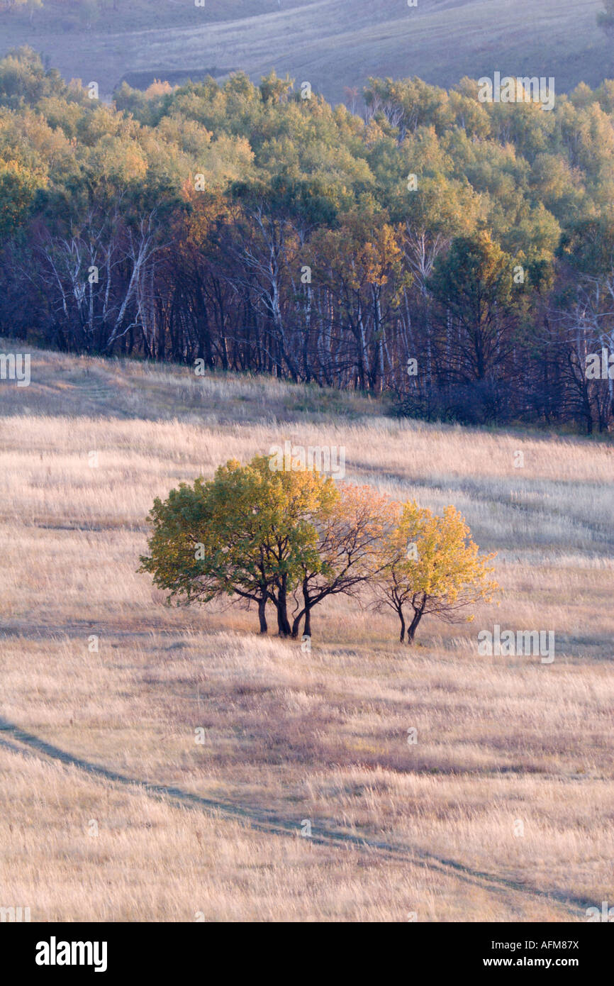 Coppia di alberi in un colline e una strada che attraversa la vista Foto Stock