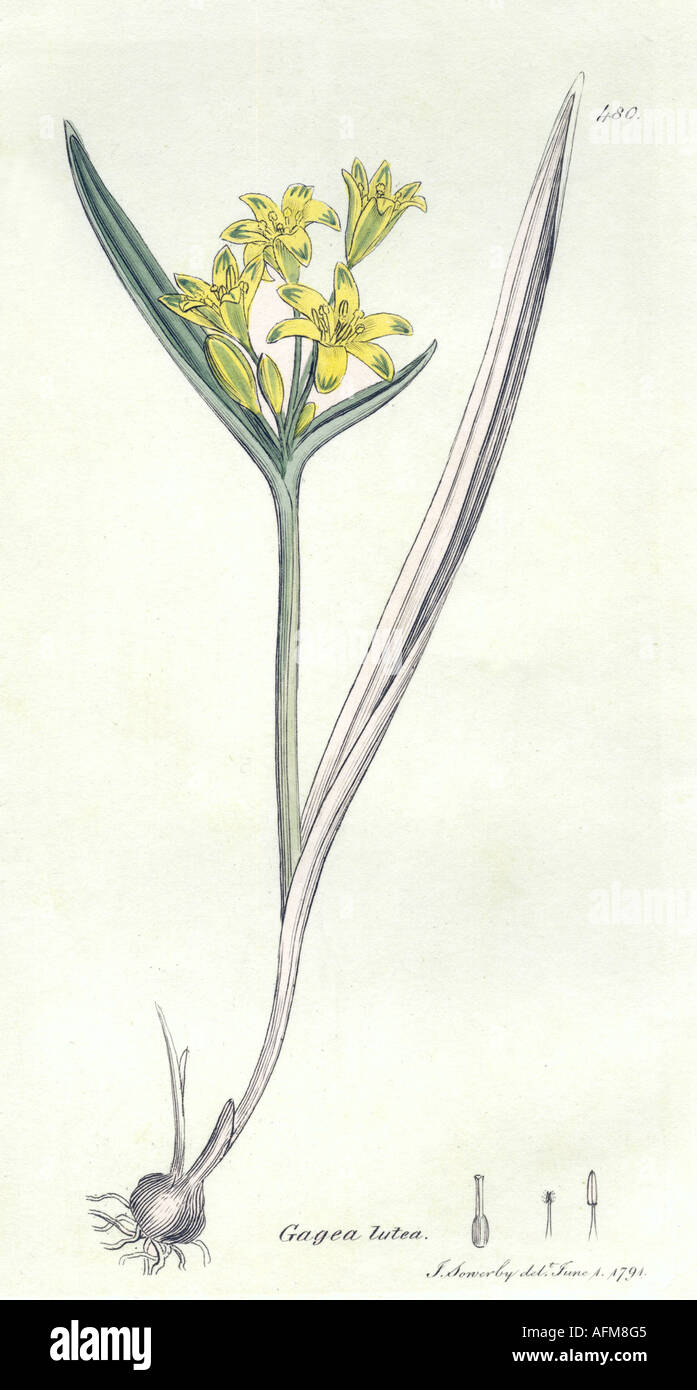 Botanica, Stella gialla di Betlemme (Gagea lutea), incisione, 1794, di James Sowerby, 'Botanica inglese', 1790 - 1814, Londra, Foto Stock