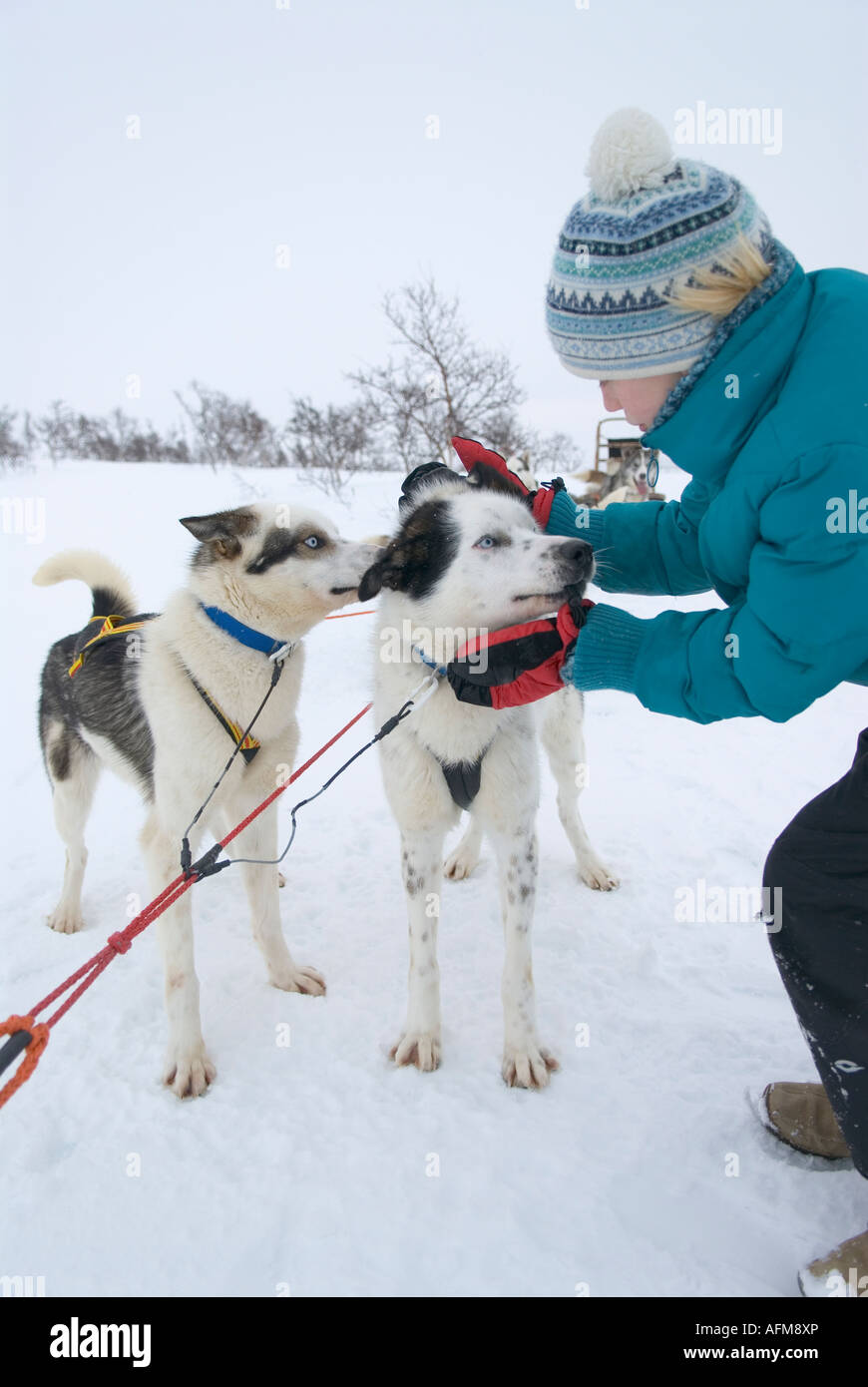 In Sledgedogs Storlien, Svezia Foto Stock