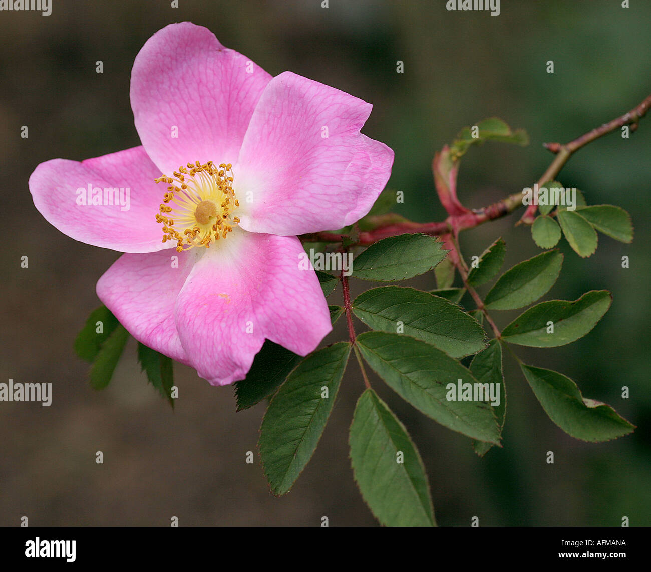 Deep pink rosa canina Foto Stock