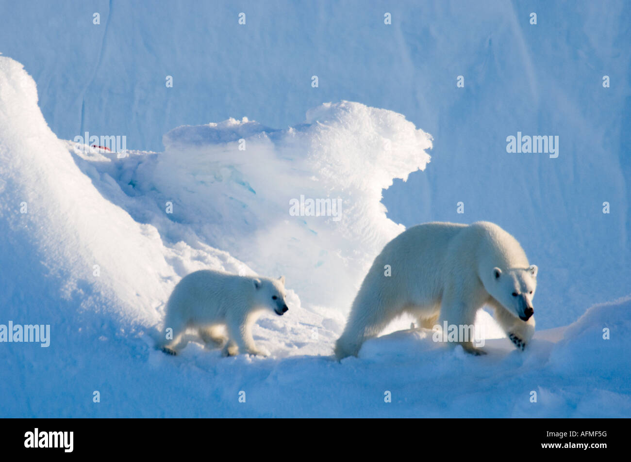 Femmina di orso polare e cinque mesi a cub iceberg Navy Board Lancaster Sound Isola Baffin Foto Stock