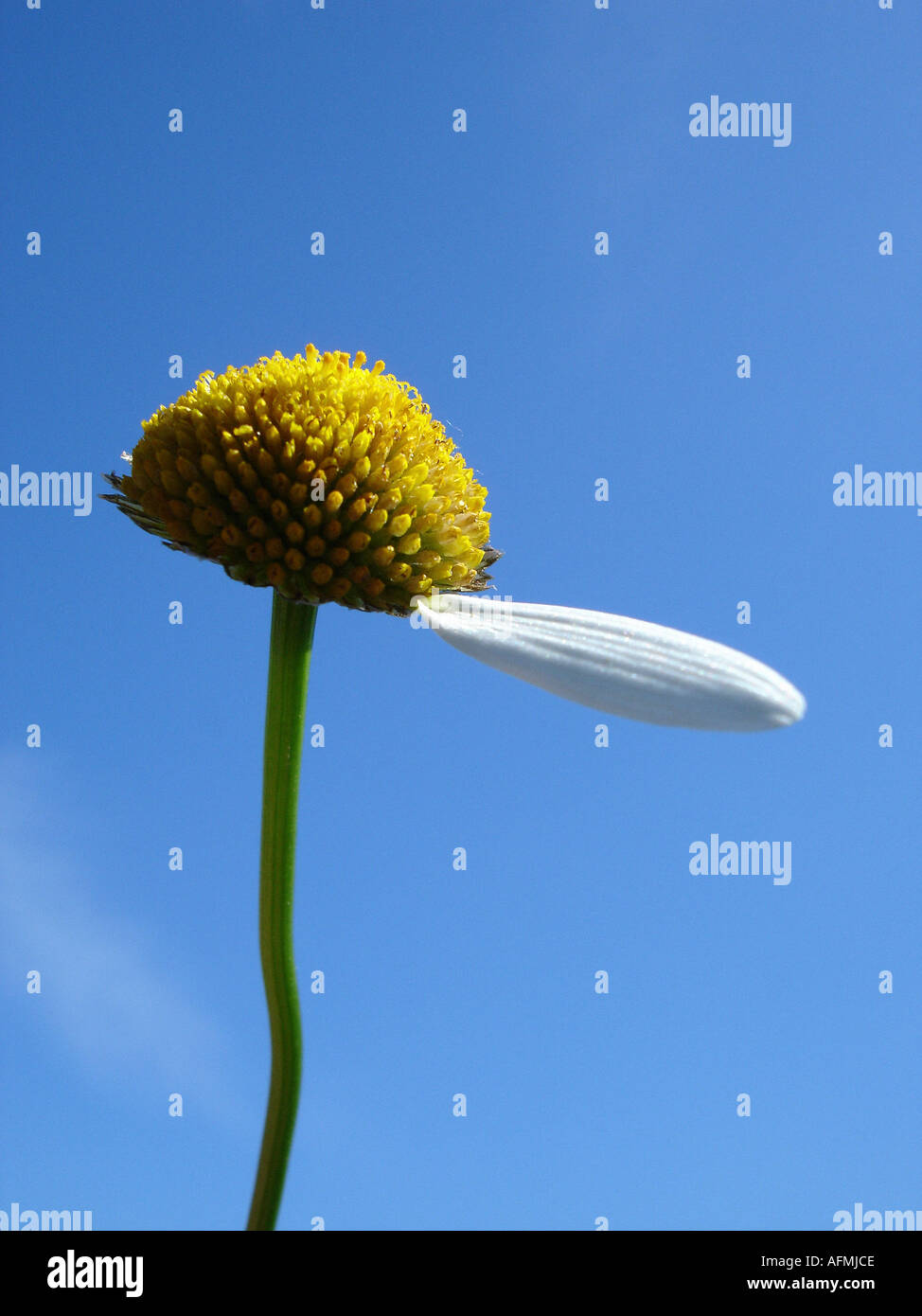 Margherita con una foglia sinistra Margerite Mit einem Blütenblatt übrig Foto Stock