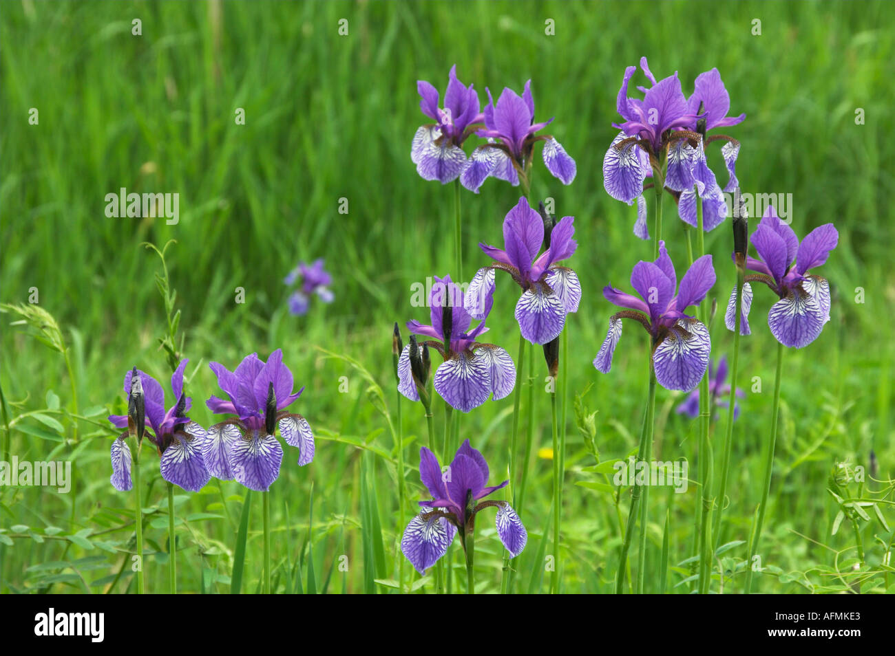 Un cluster di bandiera blu iris selvatici fiori fioriscono nelle zone umide  del sud della Manitoba Canada Foto stock - Alamy