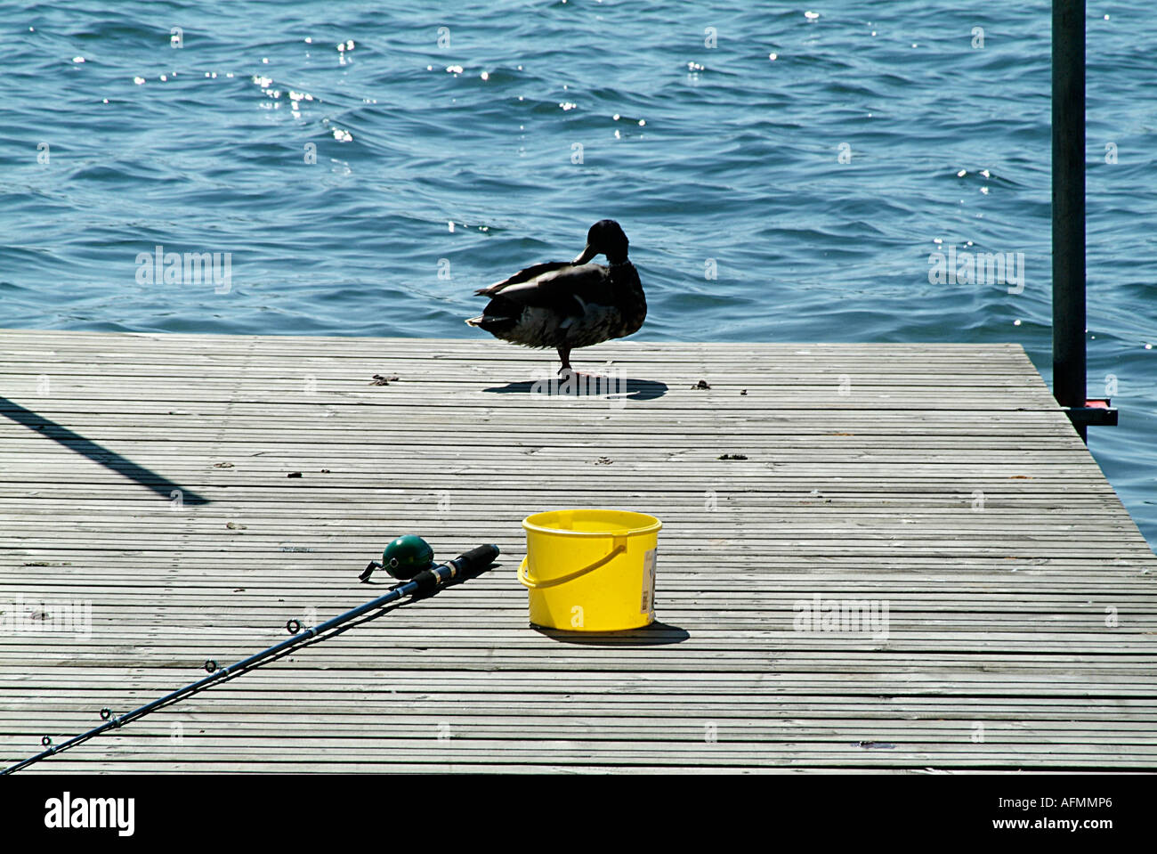 Andato, pesca, asta, pesce scartato, affrontare, anatra, ambientali, danni, aspo, benna, pescatore, impatto, danni, danneggiare, fis Foto Stock