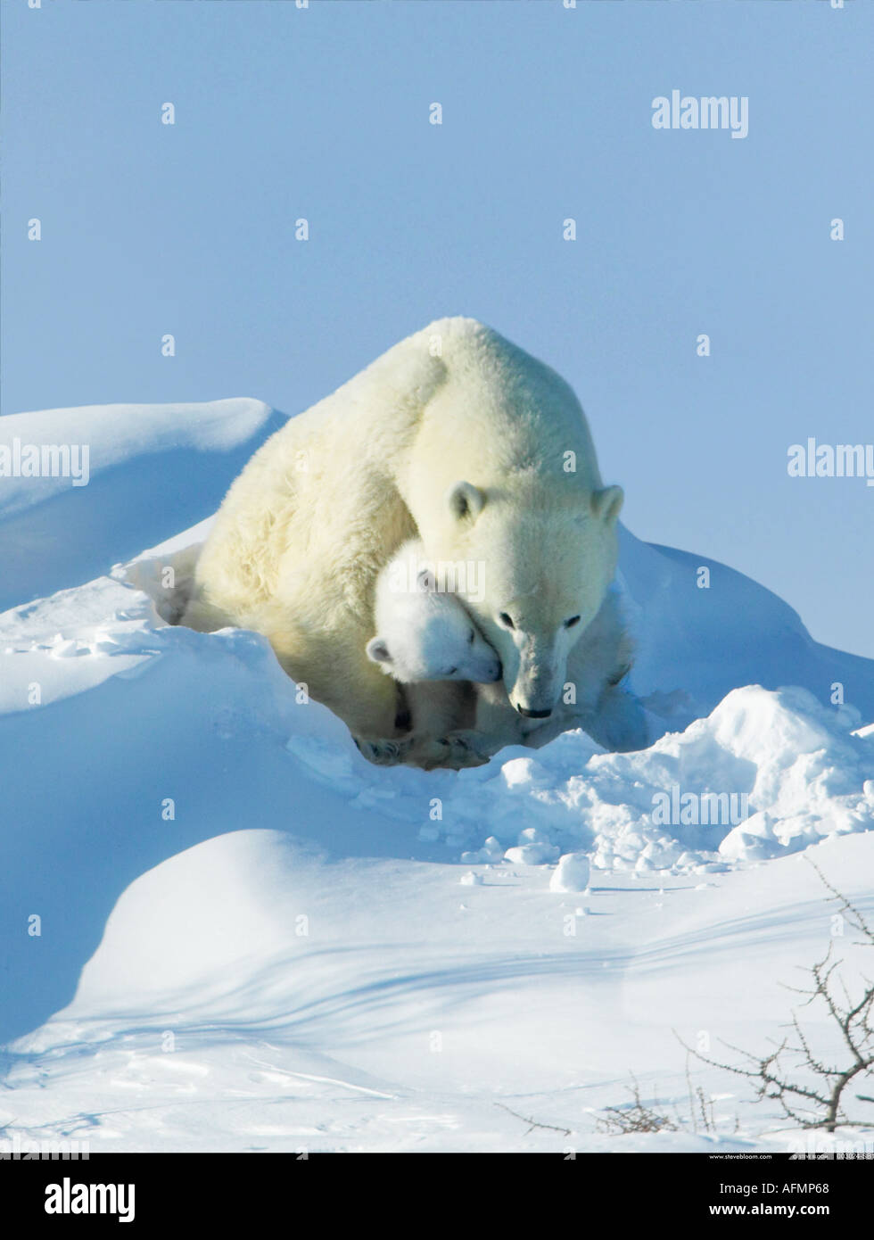 Orso polare madre con giovani cub Manitoba Canada Foto Stock