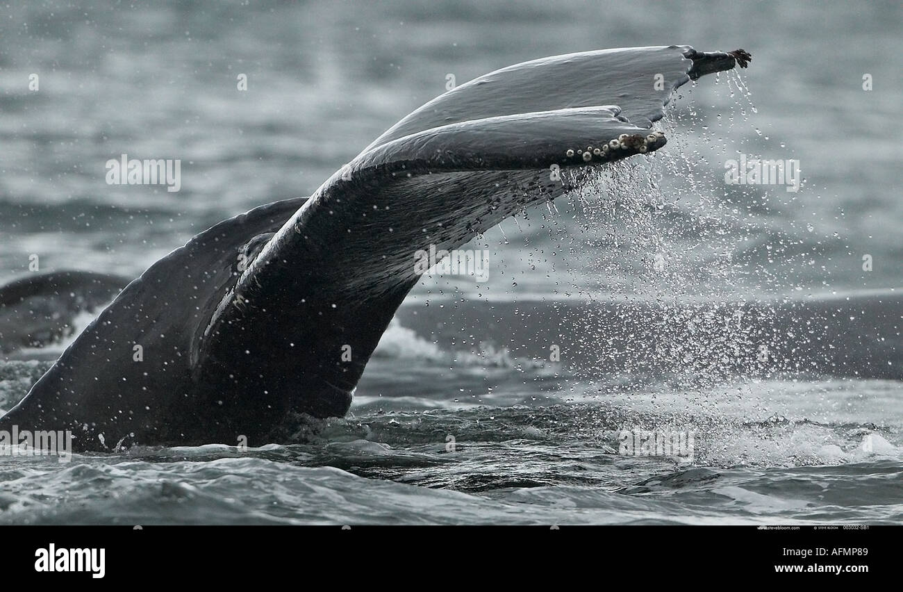 Barnicles sulla coda di Humpback Whale Petersberg Alaska Foto Stock