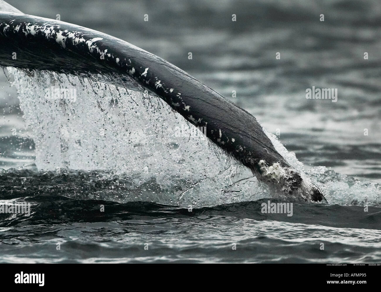 Humpback Whale s fin Petersberg Alaska Foto Stock