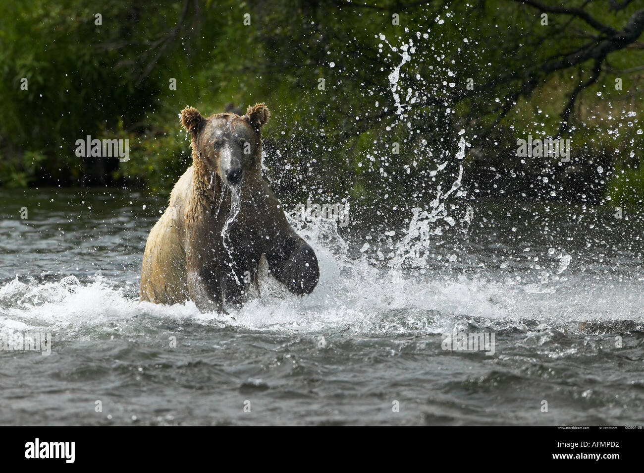 La fuga dei salmoni di essere catturati da orso bruno Brooks Falls Alaska Foto Stock