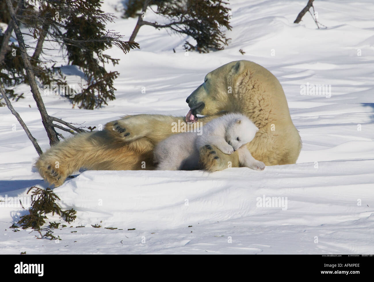 Orso polare madre con giovani sleepy cub Manitoba Canada Foto Stock