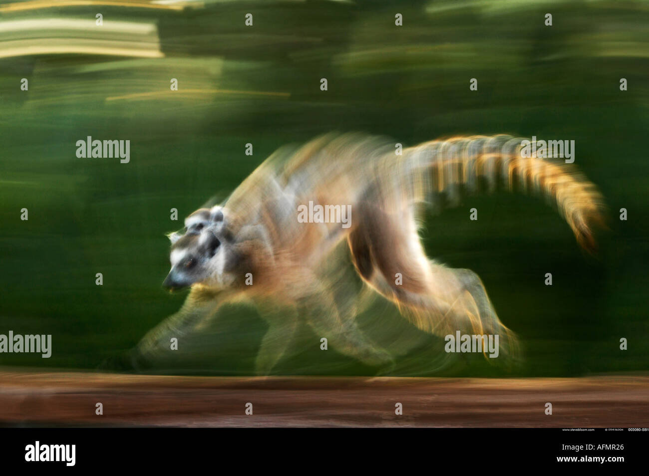 Esecuzione di Ring tailed Lemur Berenty Madagascar Foto Stock