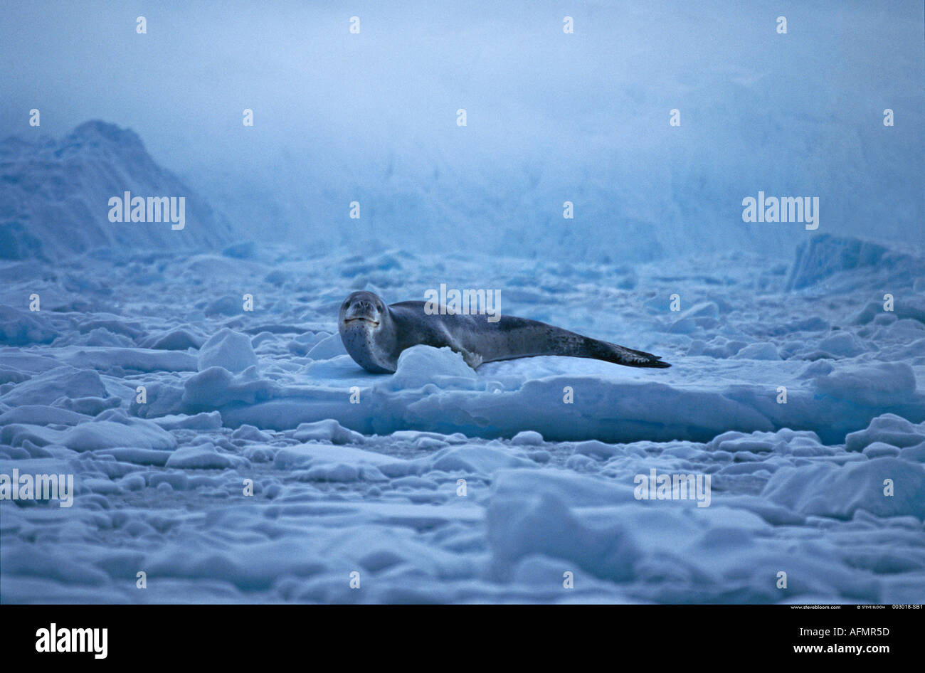 Guarnizione di Leopard su ghiaccio floe Antartide Foto Stock