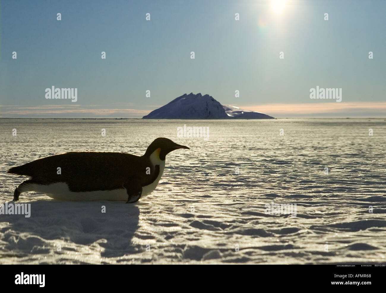 Un pinguino imperatore toboga sull'Ice Cape Washington Antartide Foto Stock