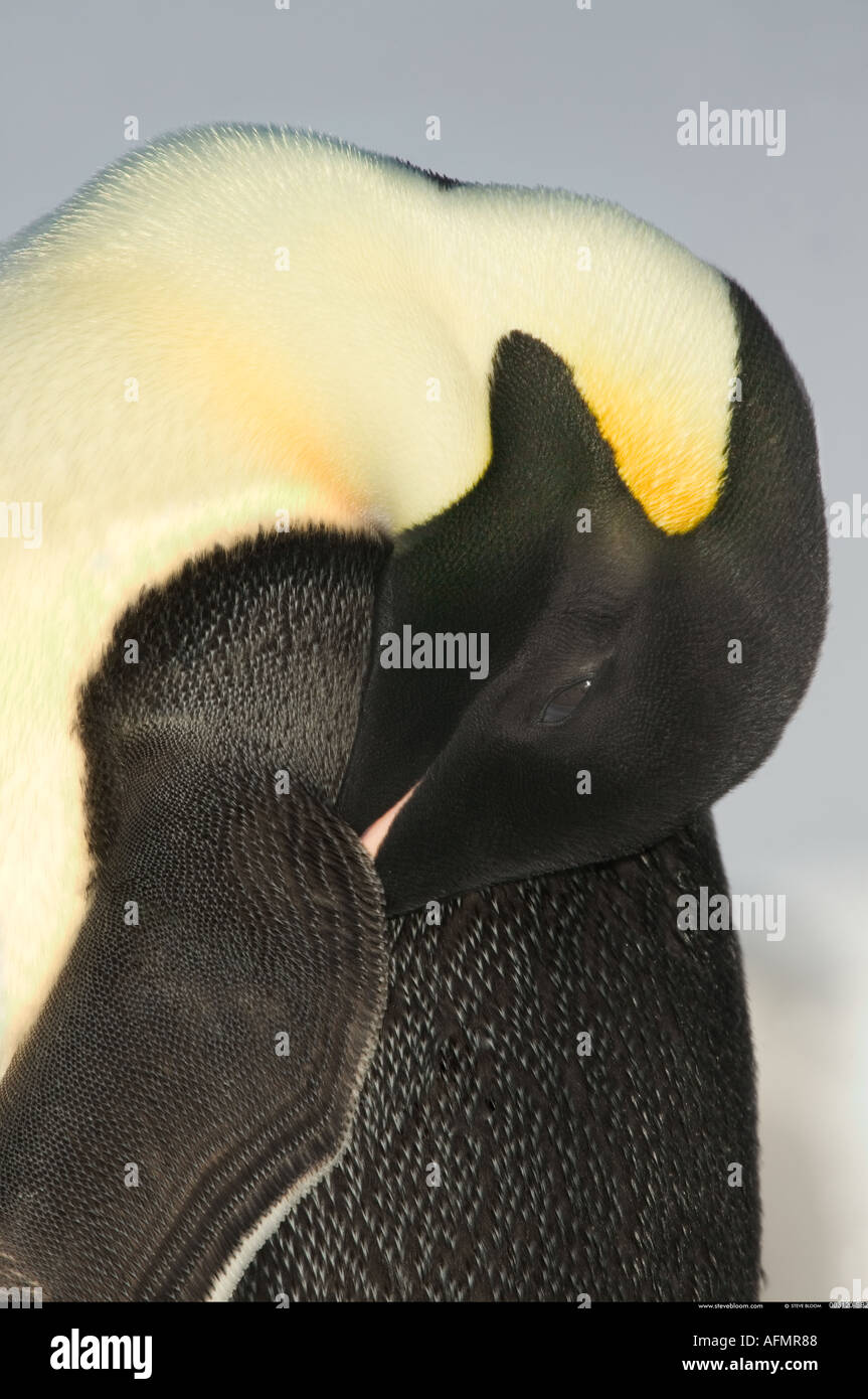 Pinguino imperatore addormentato Cape Washington Antartide Foto Stock