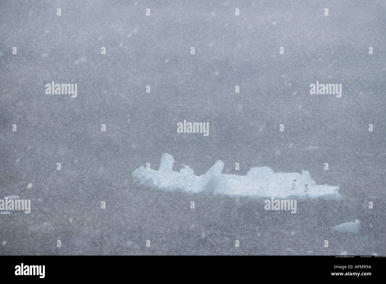 Due Adelie pinguini su un iceberg in un blizzard Antartide Foto Stock