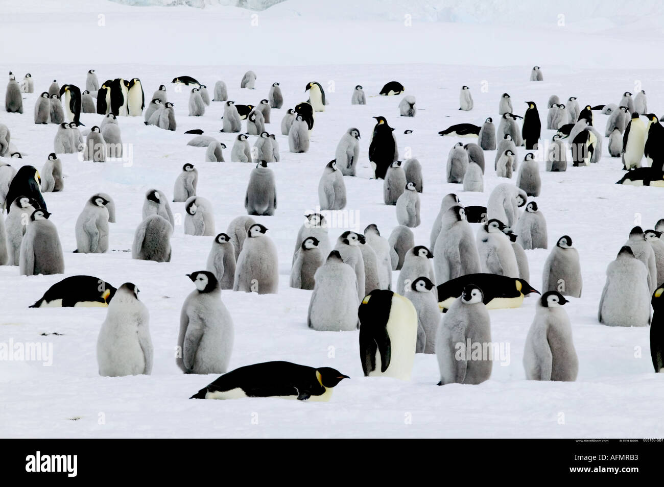 I giovani pinguini imperatore in attesa di cibo Coulman Island Antartide Foto Stock