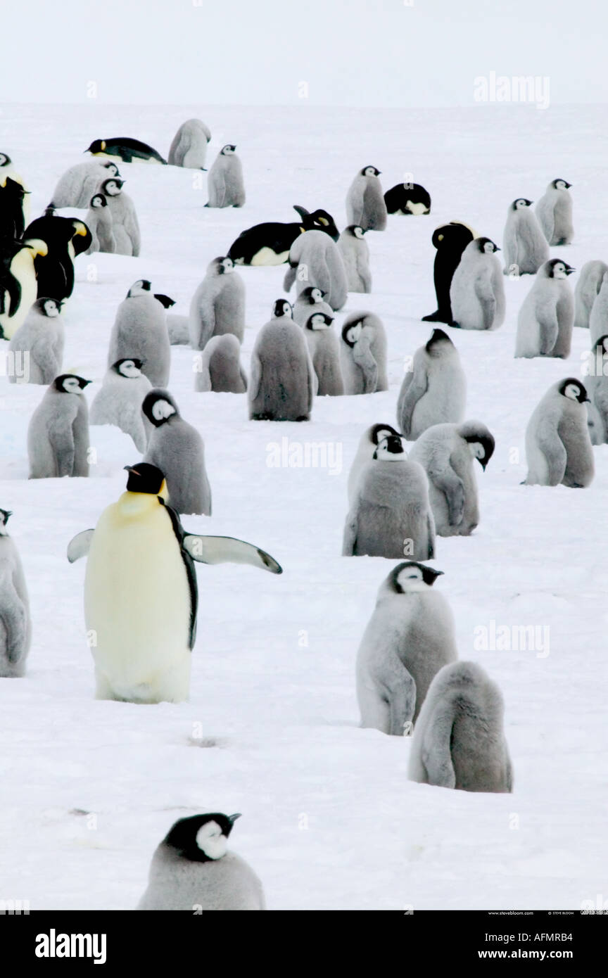 I giovani pinguini imperatore in attesa di cibo Coulman Island Antartide Foto Stock