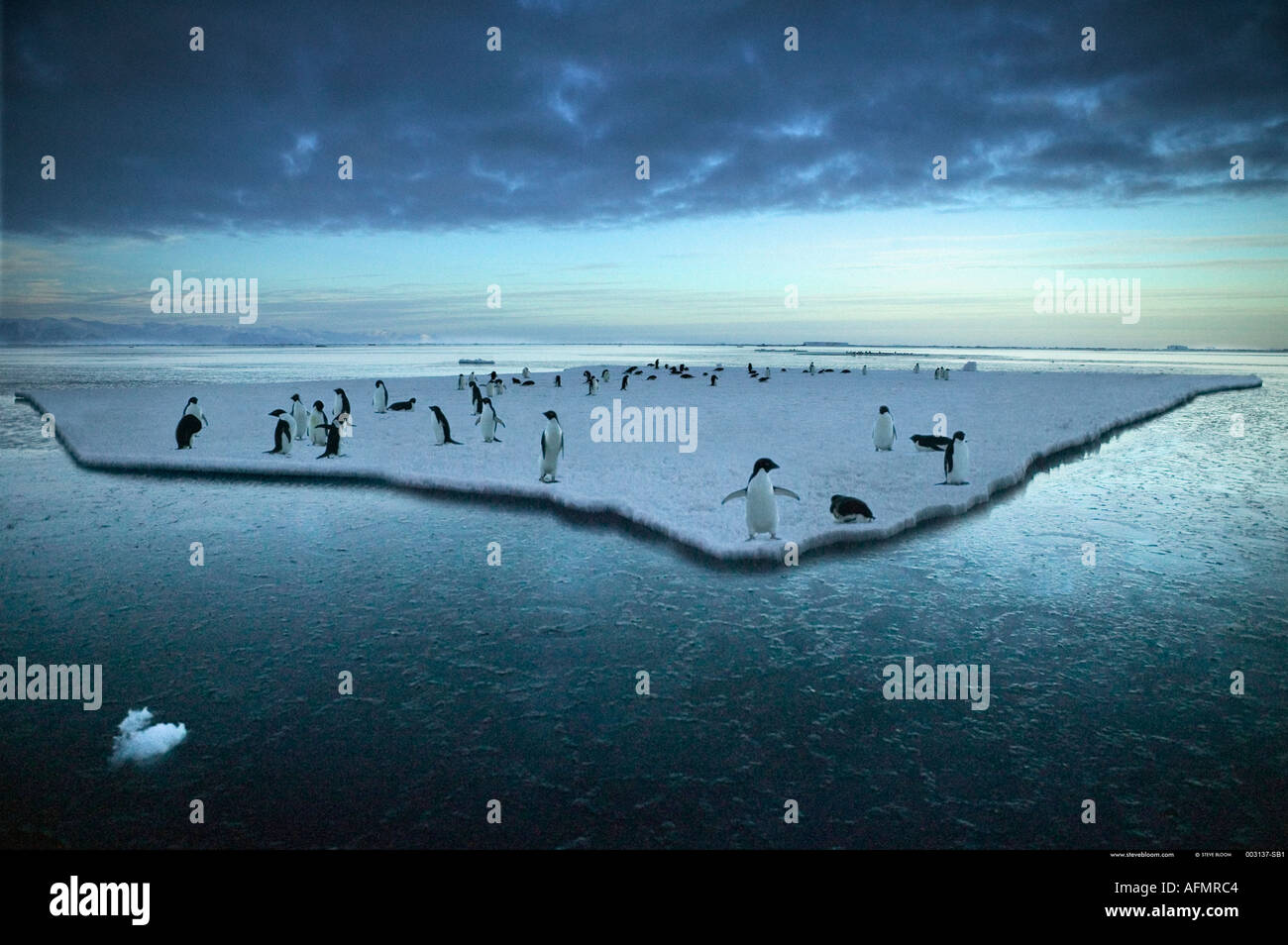 Adelie pinguini su un glaçon Cape Adare Antartide Foto Stock