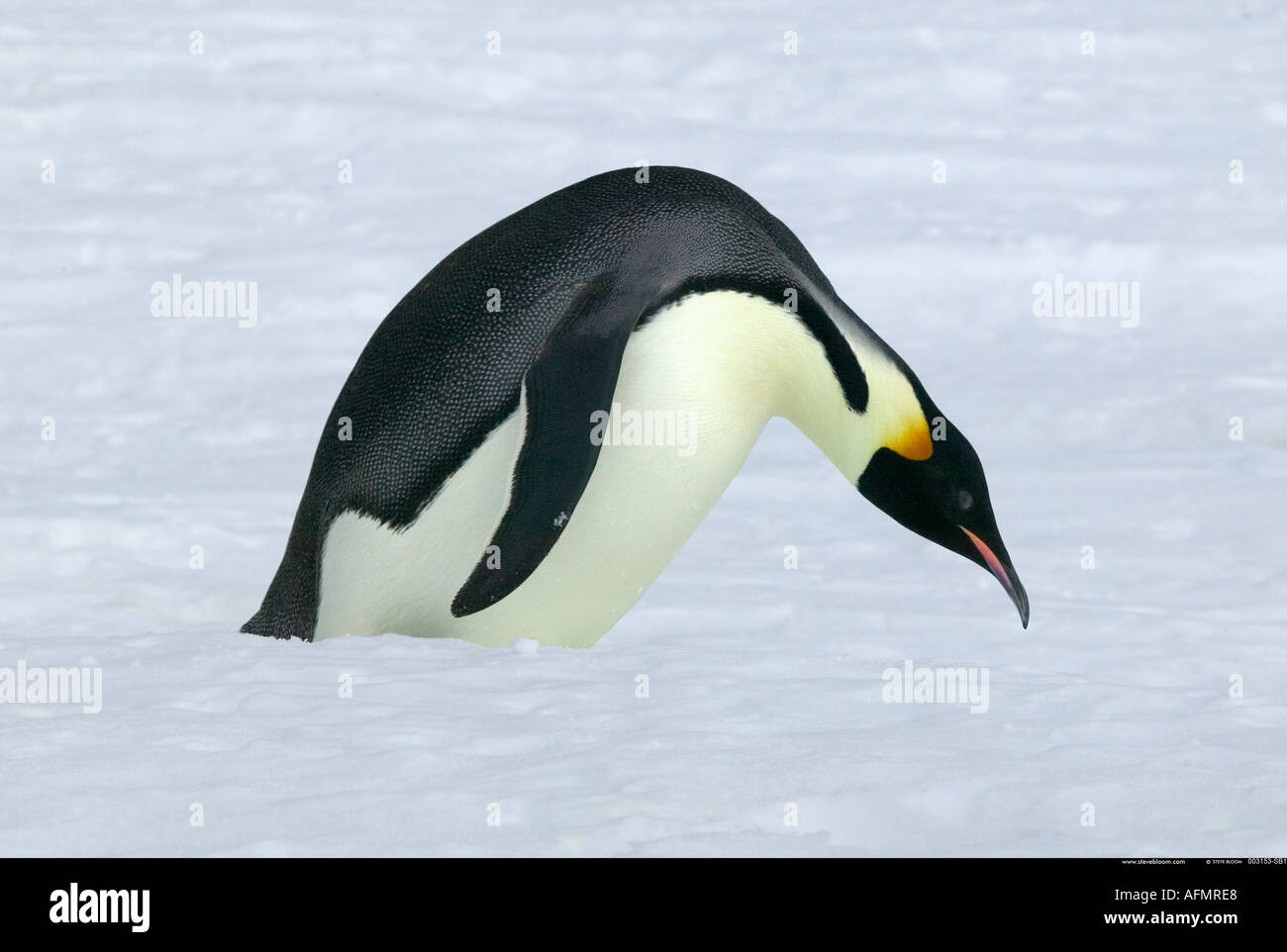 Pinguino imperatore circa tobogan all Isola di Coulman Antartide Foto Stock