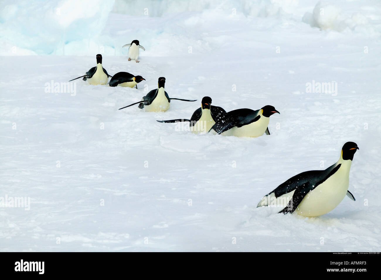 Adulto pinguini imperatore su una lunga camminata Coulman Island Antartide Foto Stock
