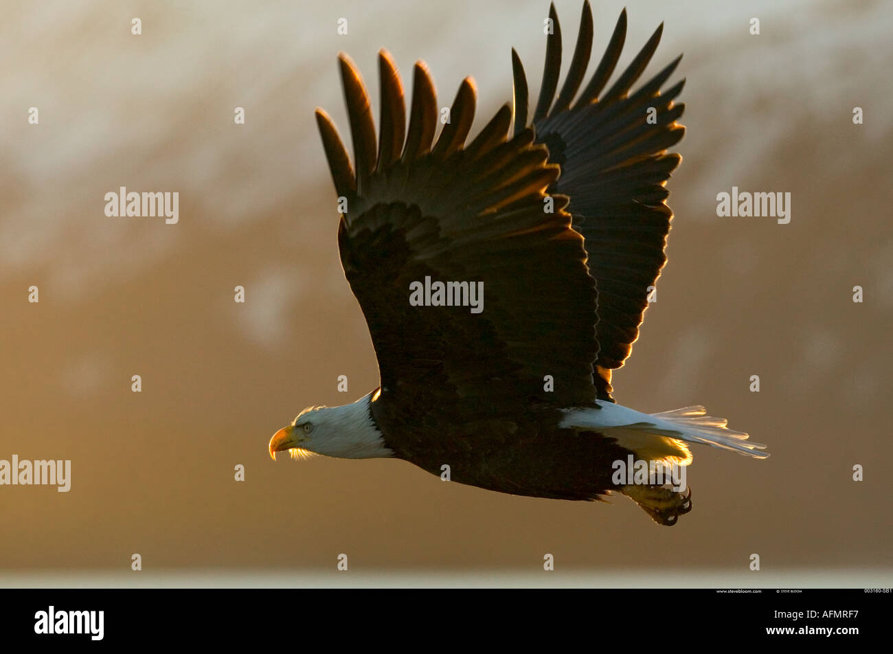 Aquila calva in volo Alaska Foto Stock